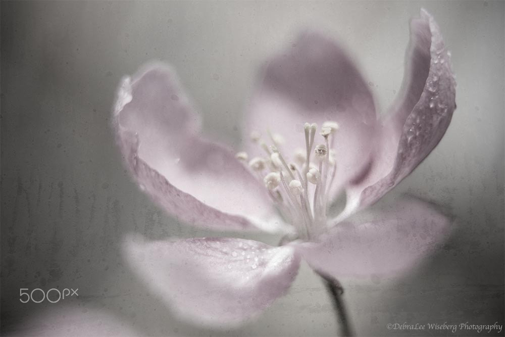 Nikon AF-S Micro-Nikkor 60mm F2.8G ED sample photo. April showers bring may flowers photography