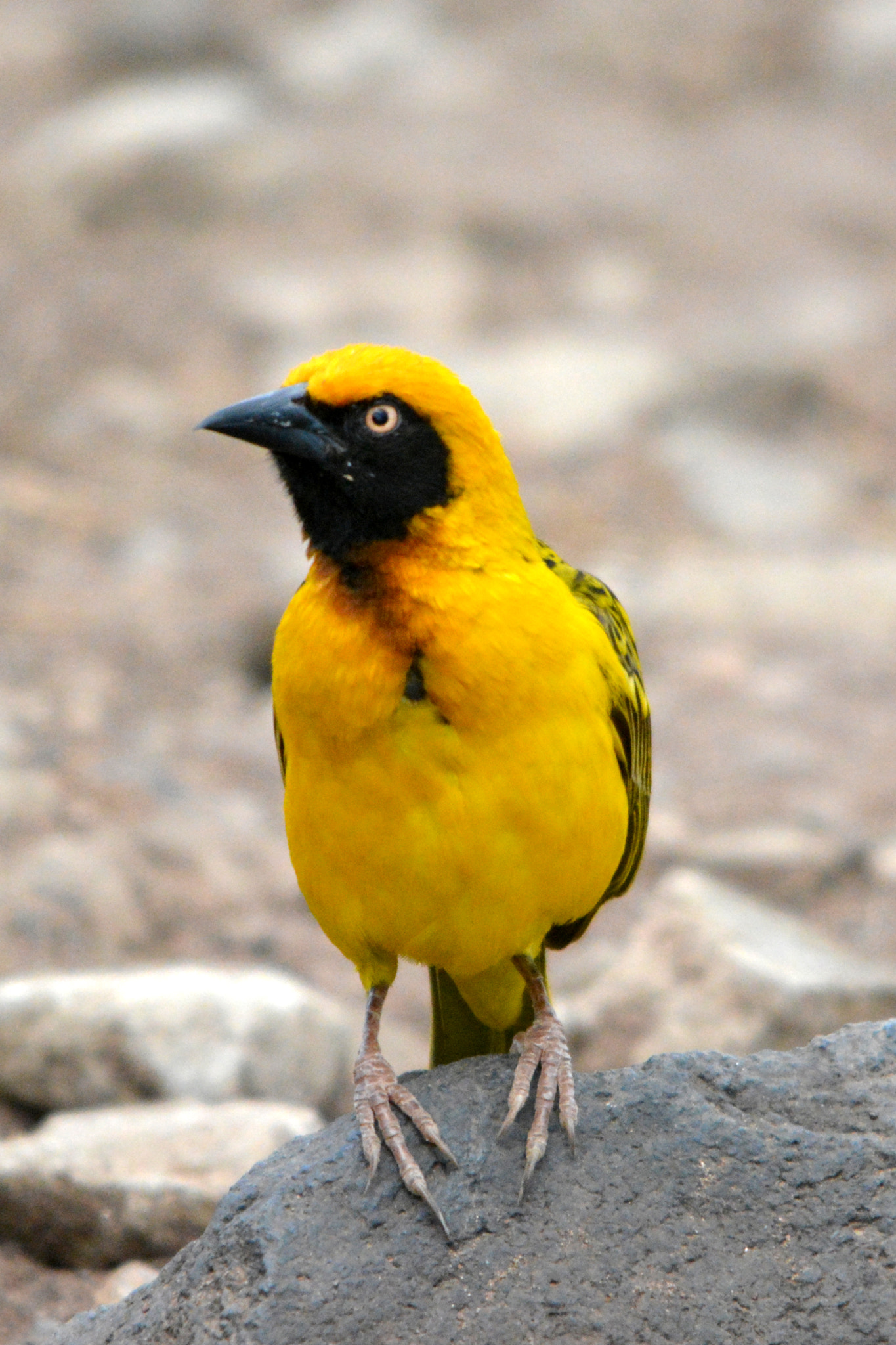 Nikon D5200 + Sigma 150-500mm F5-6.3 DG OS HSM sample photo. Lesser-masked weaver, wikłacz sawannowy photography