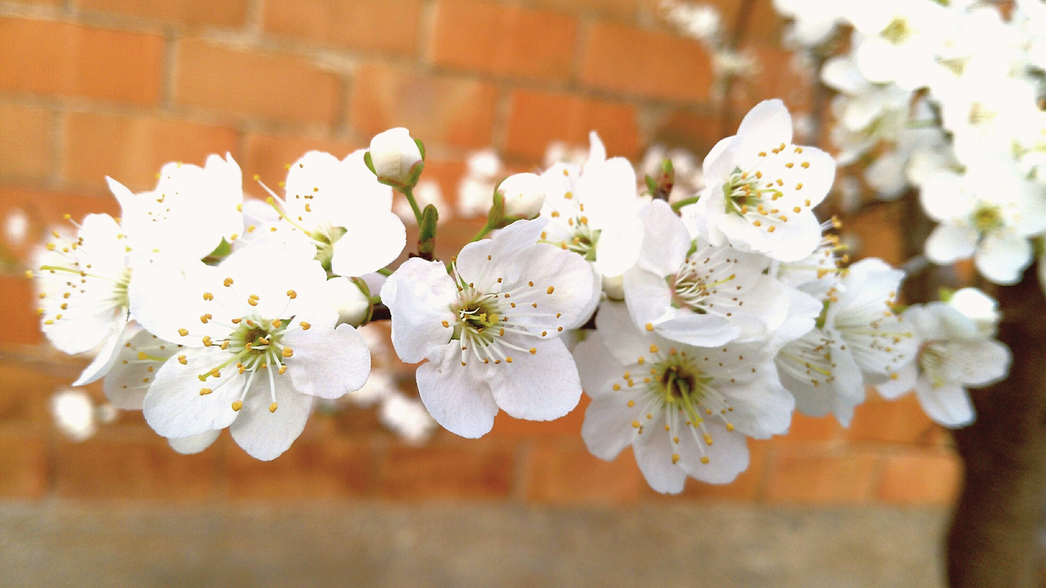 HUAWEI GR5 sample photo