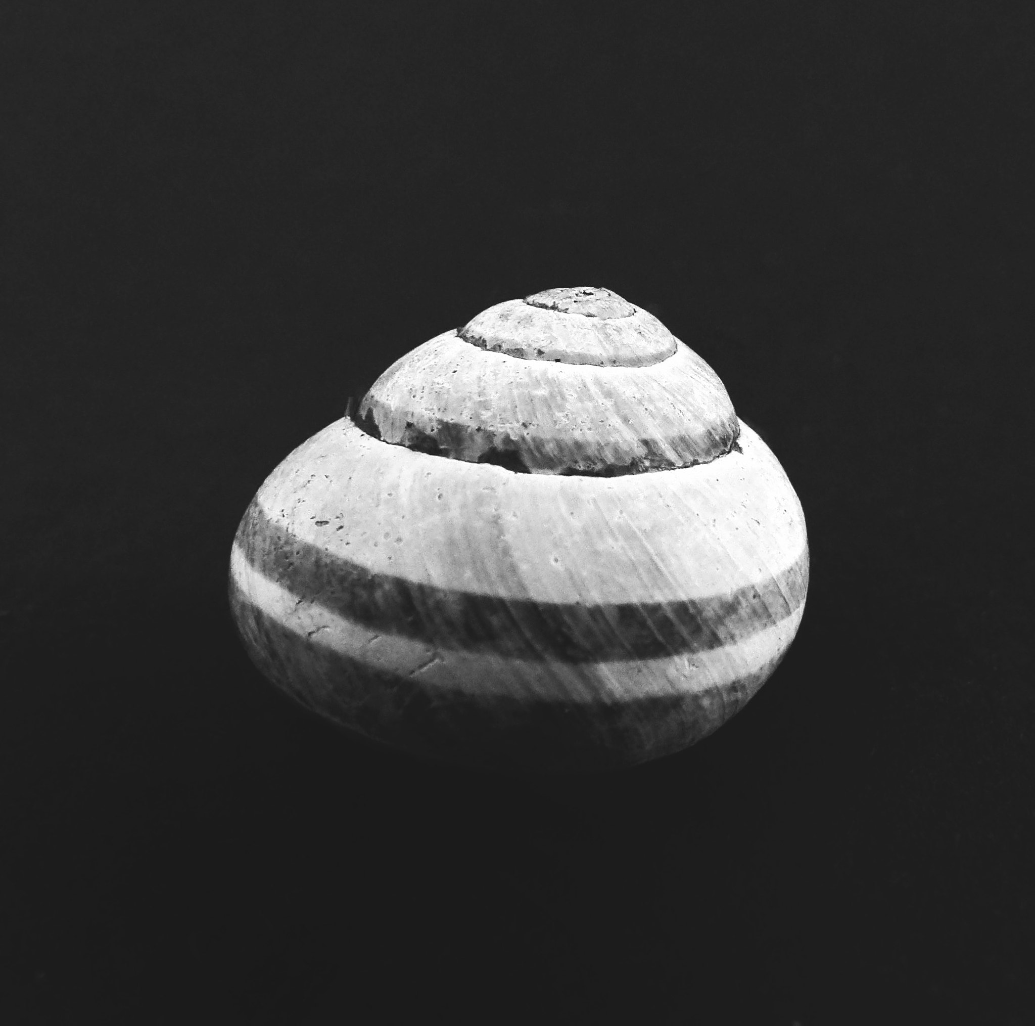 Ricoh PENTAX XG-1 sample photo. Simple snail shell ii photography
