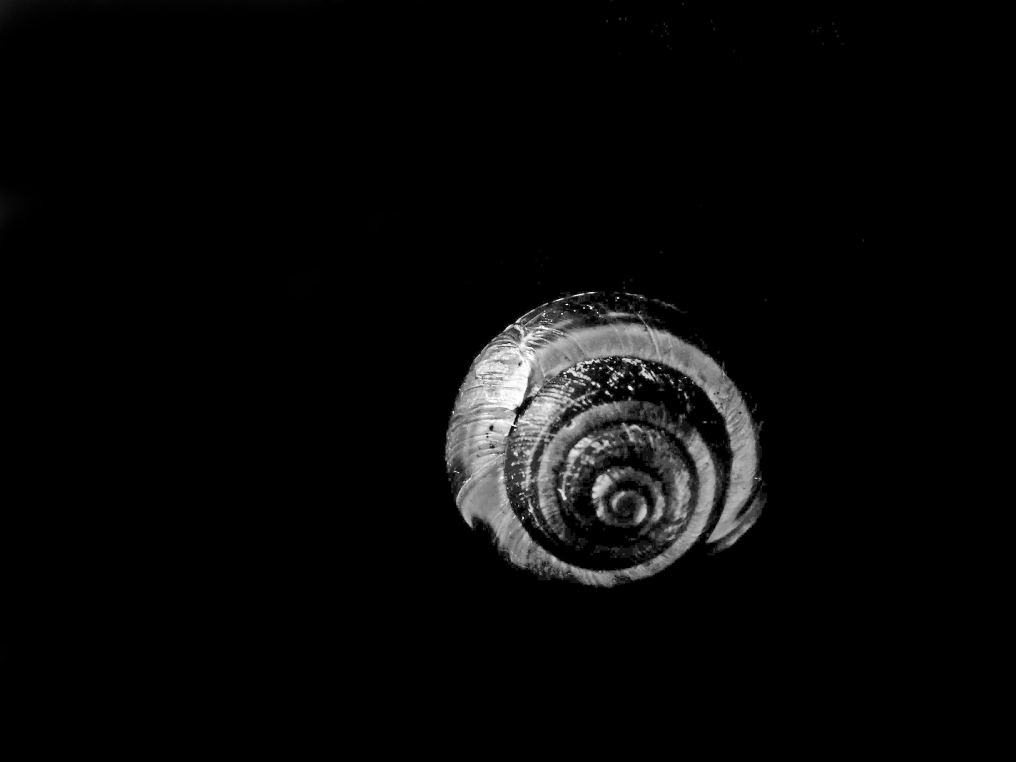Ricoh PENTAX XG-1 sample photo. Snail shell i photography