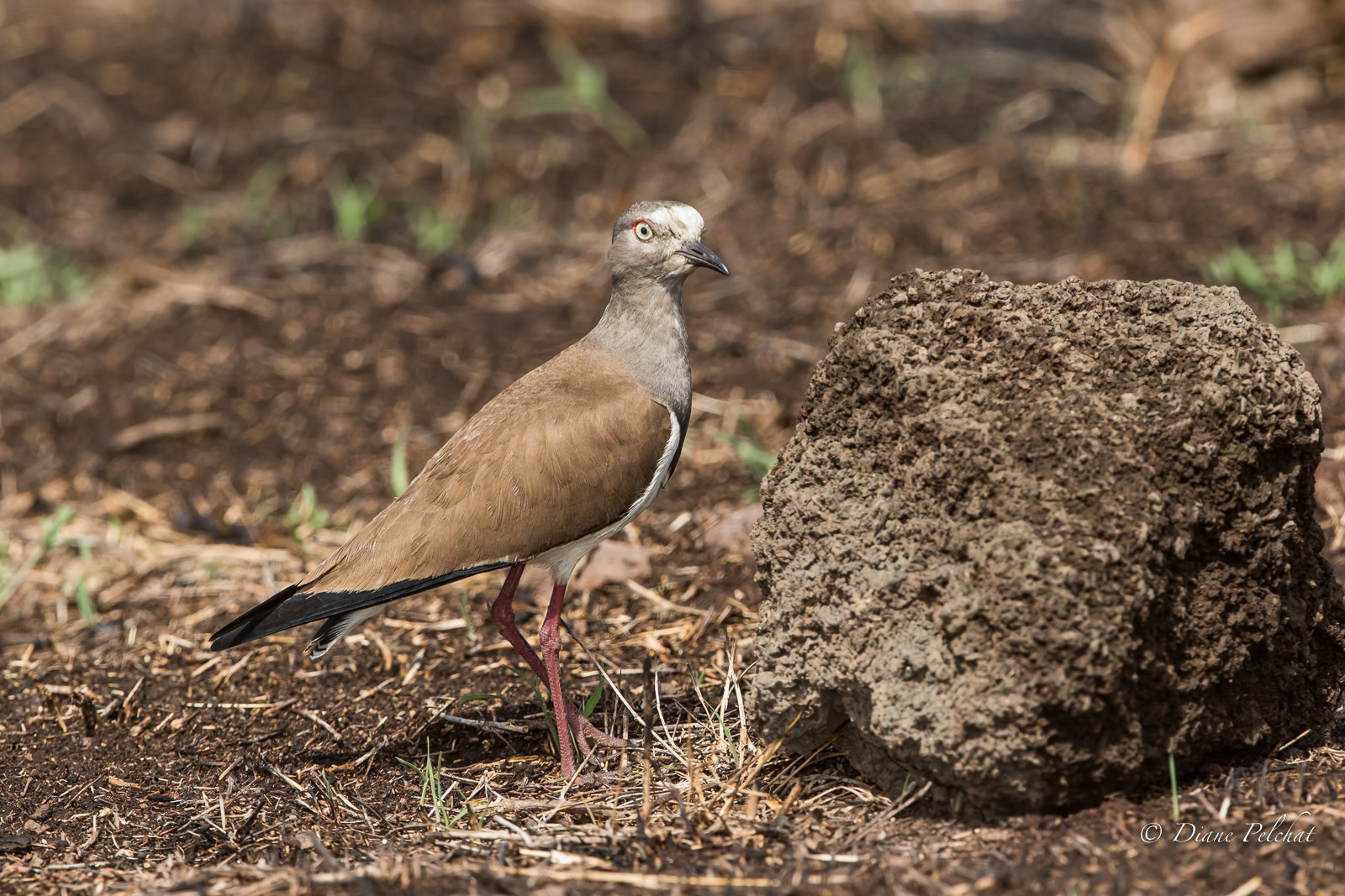 Canon EF 300mm F2.8L IS II USM sample photo. Senegal lapwing - vanneau terne photography