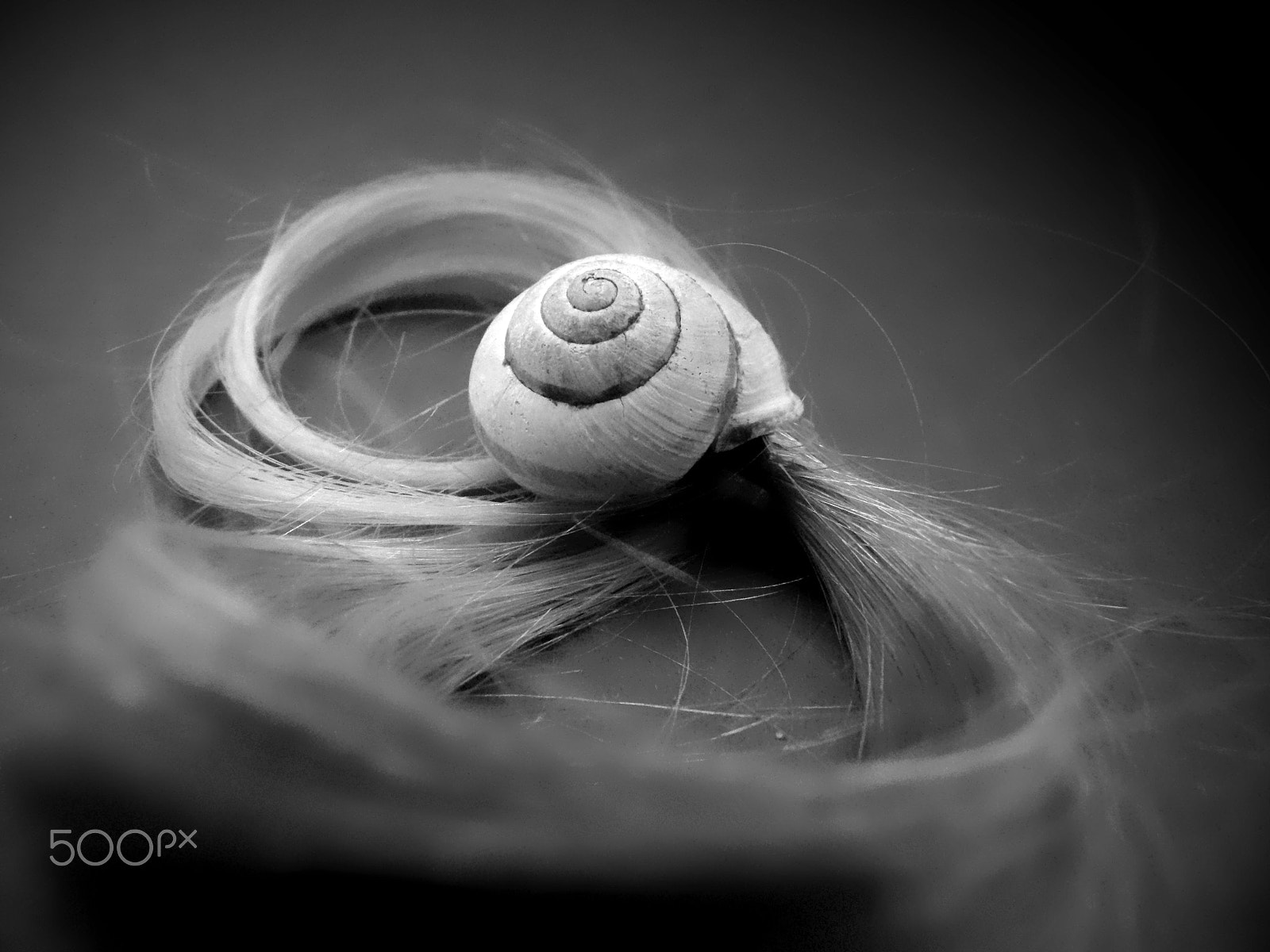 Ricoh PENTAX XG-1 sample photo. Hairy snail shell photography
