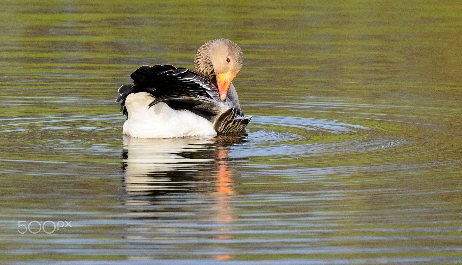 Sigma 120-400mm F4.5-5.6 DG OS HSM sample photo. Greylag goose photography