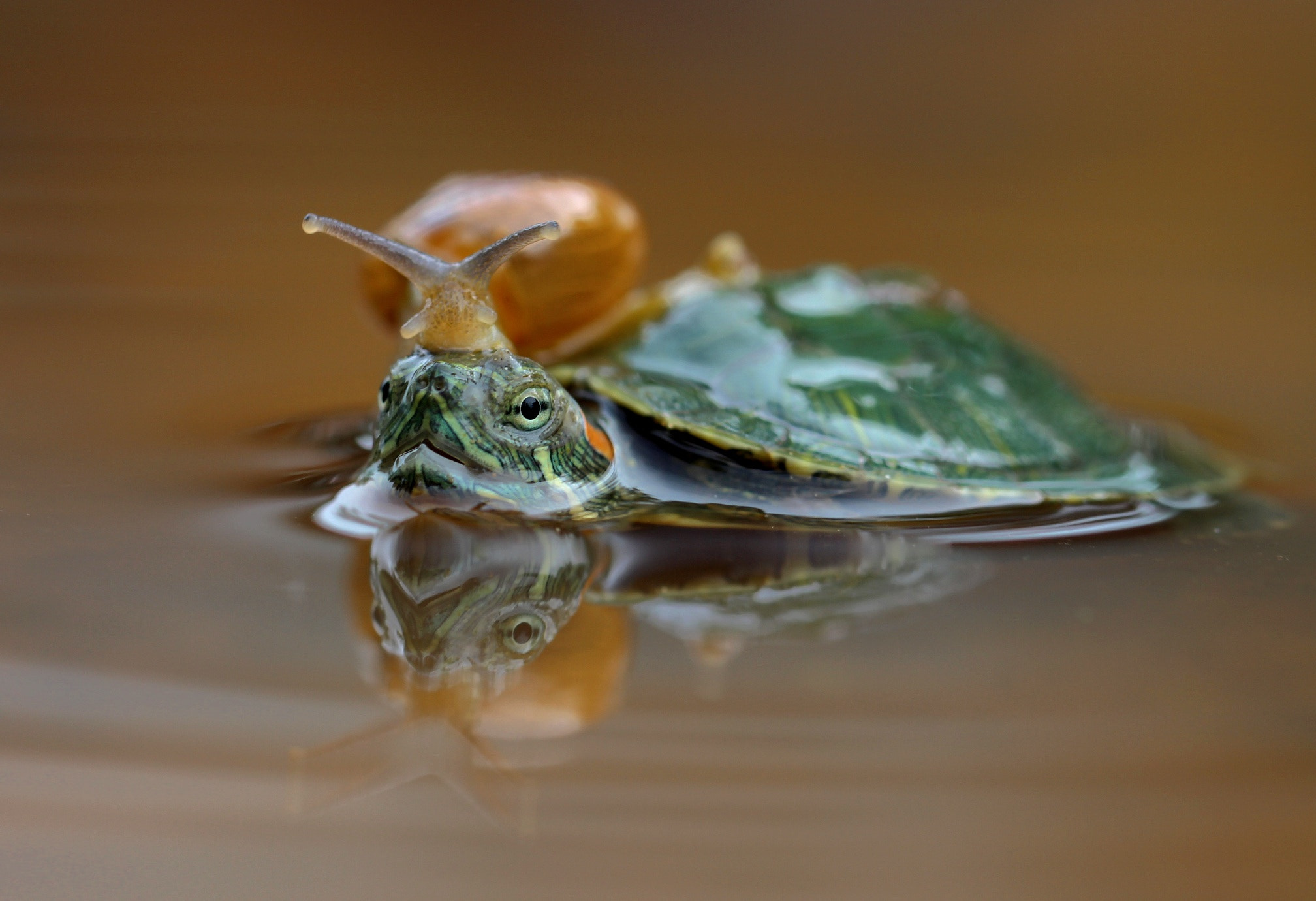 Canon EF 100mm F2.8L Macro IS USM sample photo. Turtle & snail photography