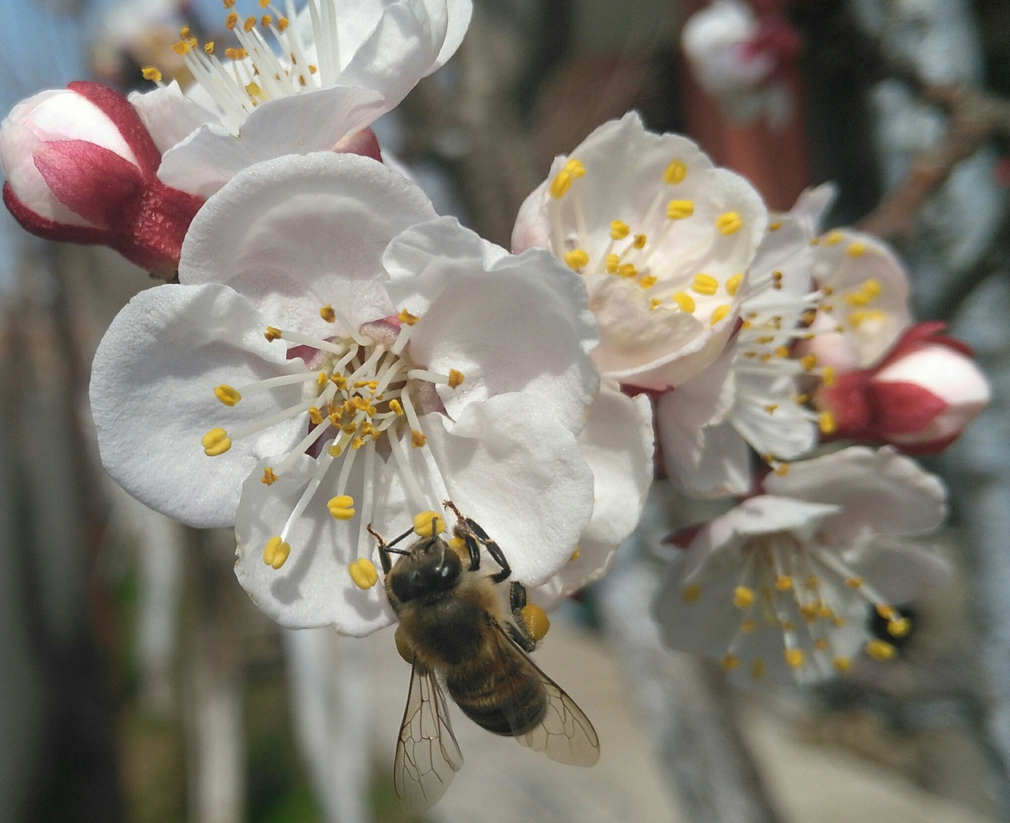 HUAWEI GR5 sample photo