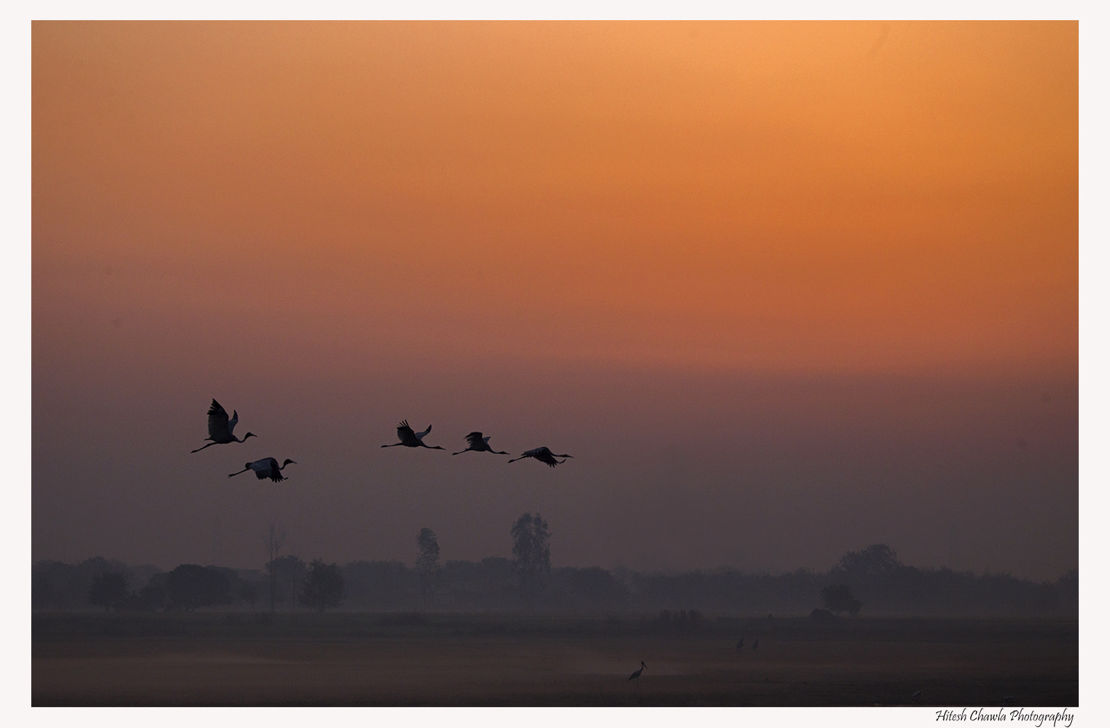 Canon EOS 6D + Canon EF 100-400mm F4.5-5.6L IS USM sample photo. First ray... saras cranes... photography