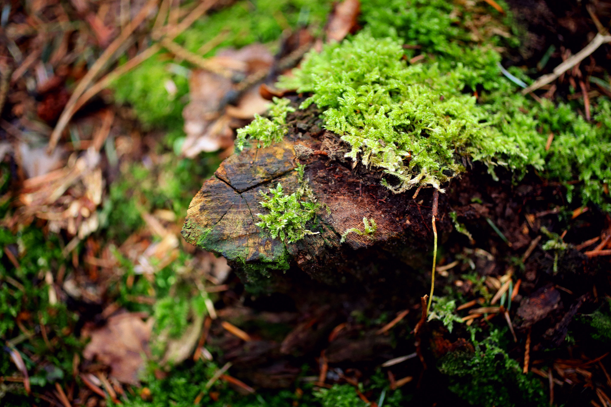 Canon EF 50mm F2.5 Macro sample photo. Moss photography