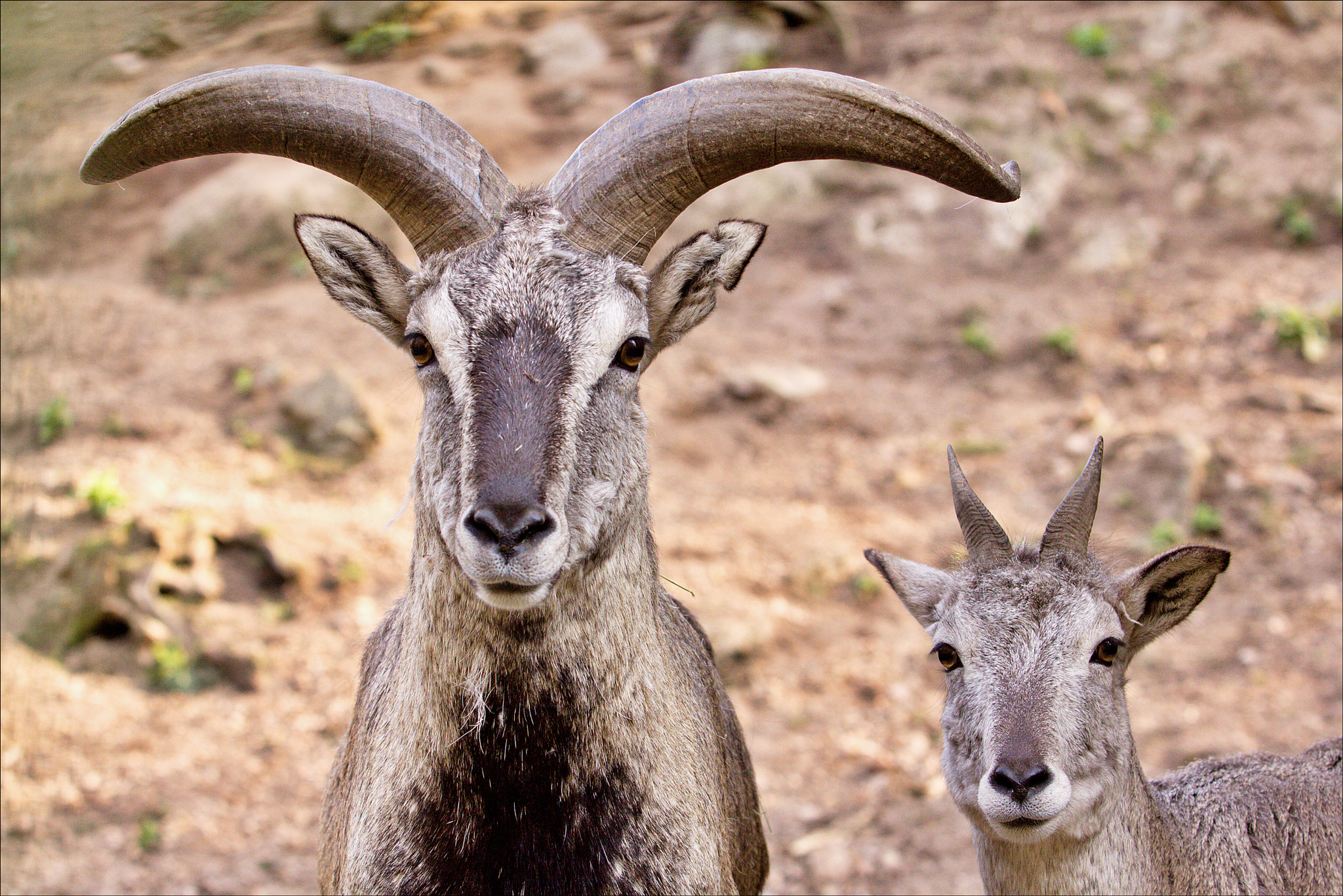 Canon EF 70-200mm F2.8L USM sample photo. Mr and mrs blue sheep photography