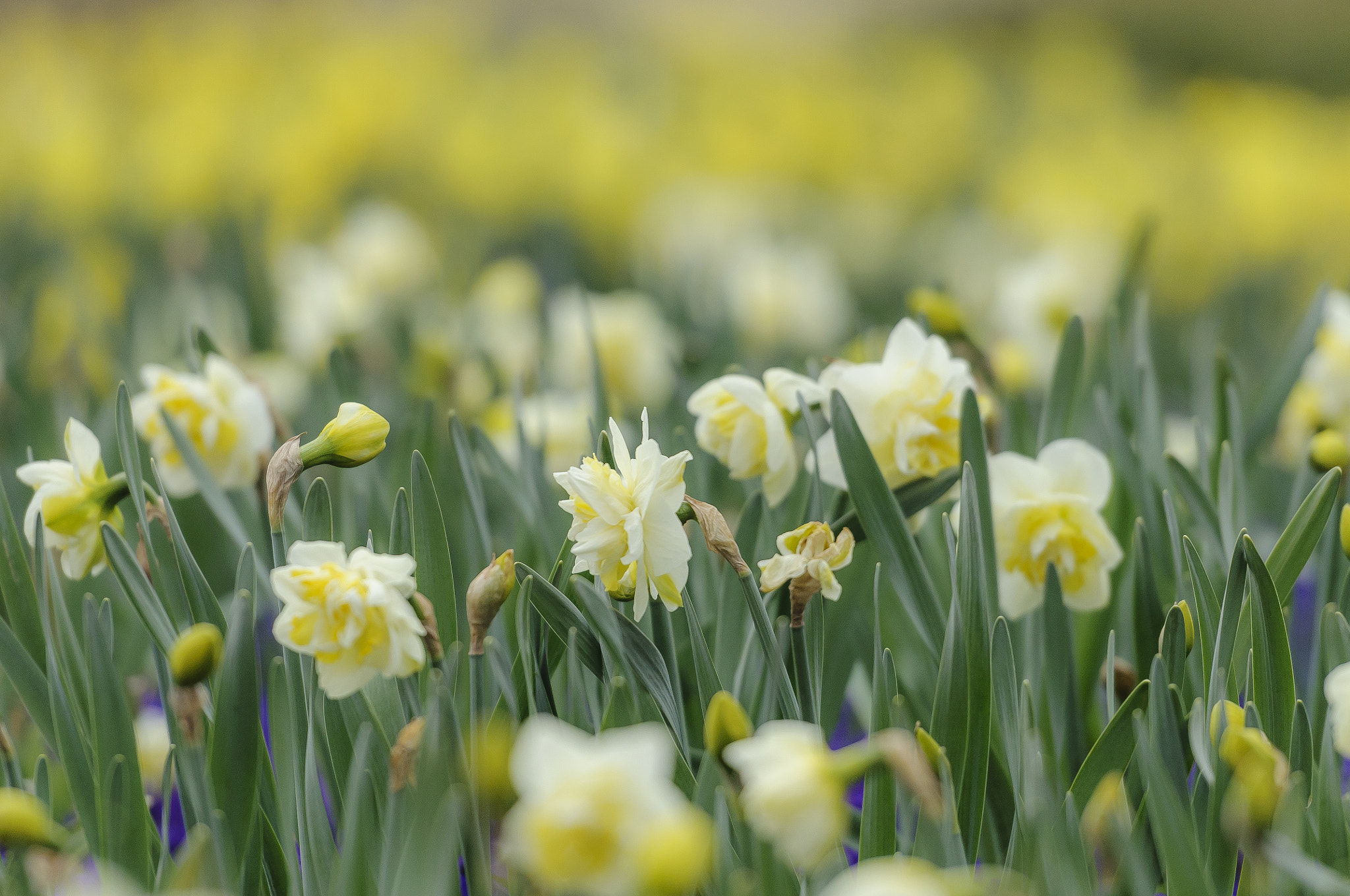 Nikon AF-S Nikkor 70-200mm F2.8G ED VR II sample photo. Happy spring photography