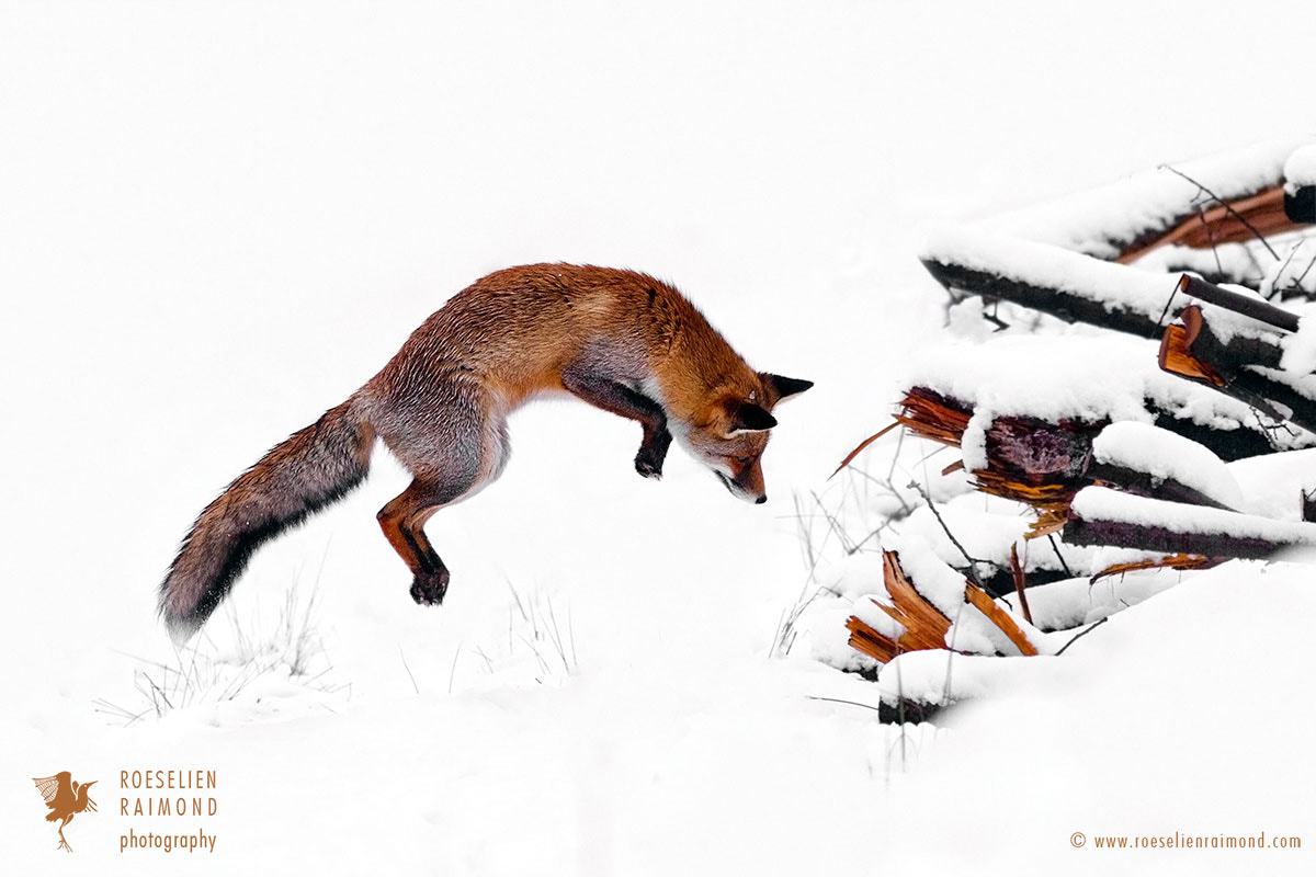 Canon EOS 7D + Canon EF 300mm F4L IS USM sample photo. A leap of faith photography