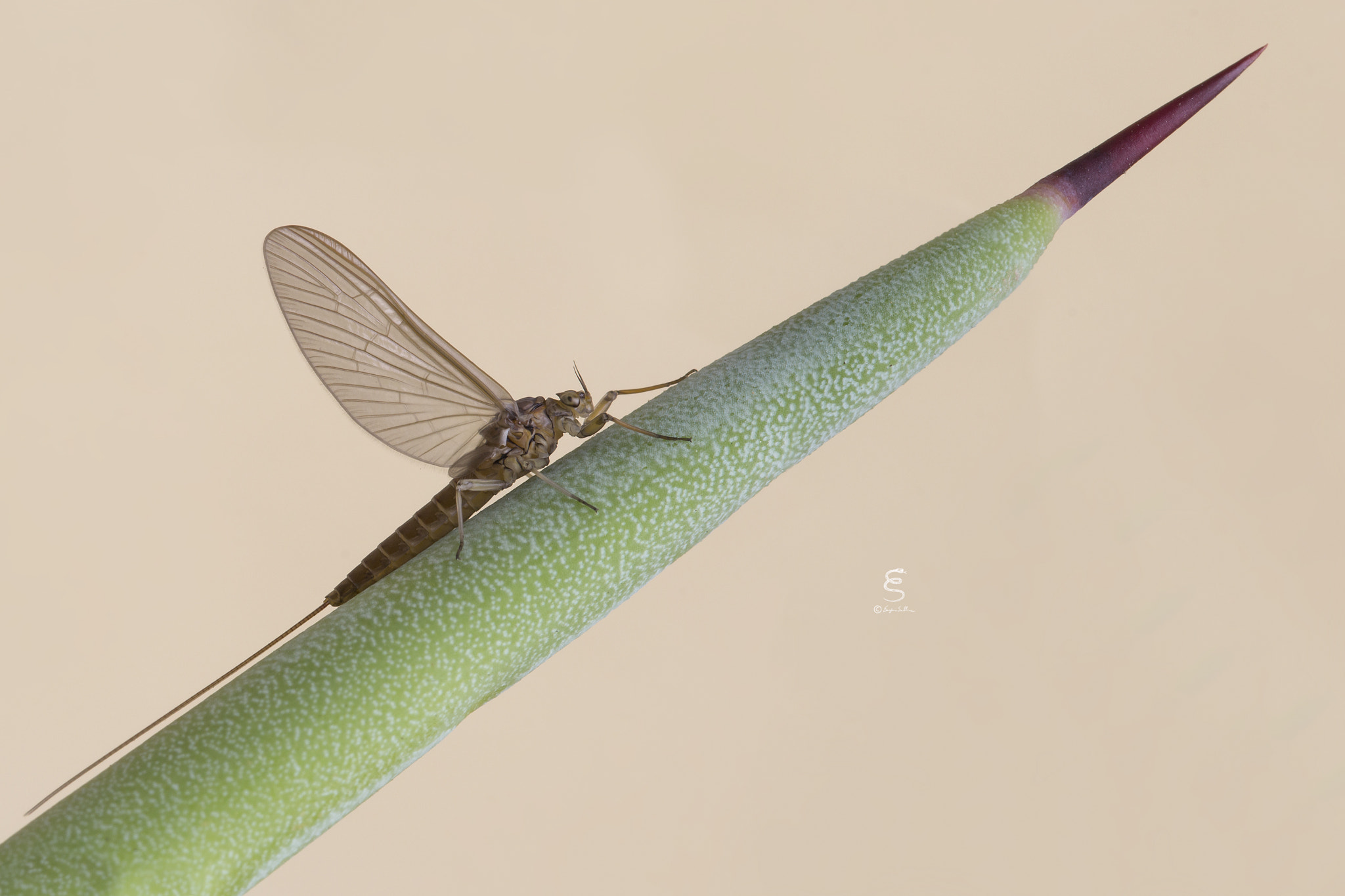 Sigma 105mm F2.8 EX DG OS HSM sample photo. Effimera su agave photography