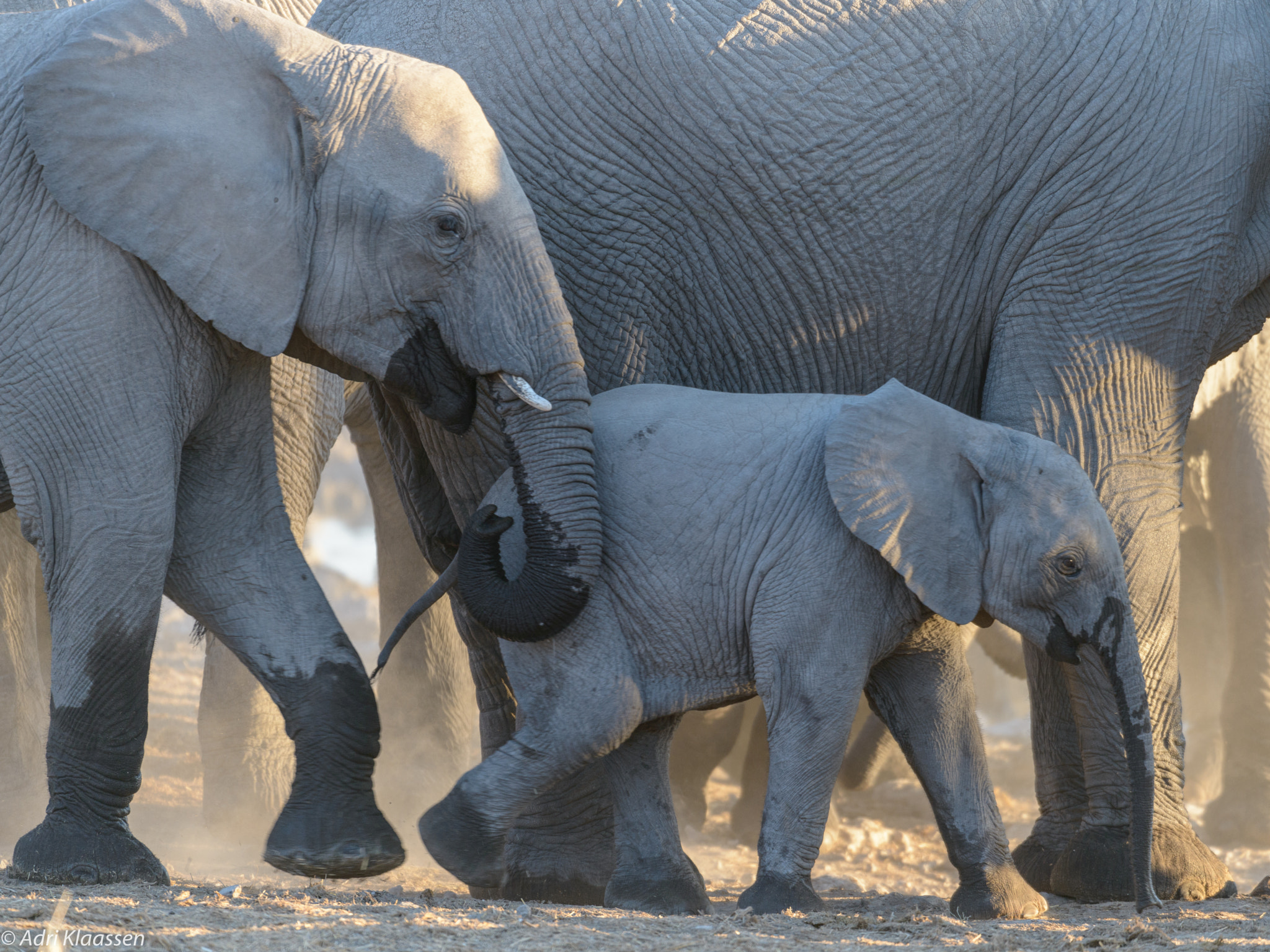 Nikon AF-S Nikkor 200-400mm F4G ED-IF VR sample photo. Etosha elephants photography