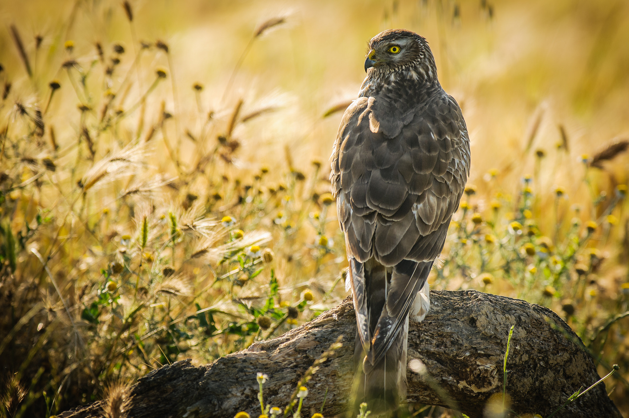 Nikon AF-S Nikkor 300mm F2.8G ED VR II sample photo. Harrier at sunrise photography