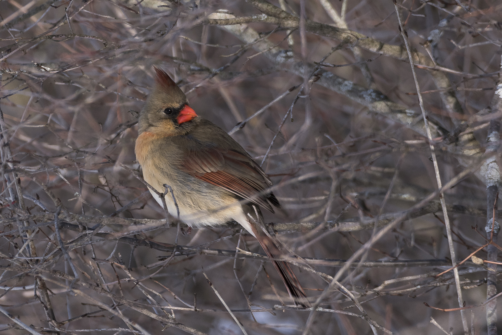 Nikon D500 sample photo. Spring: love is in the air photography