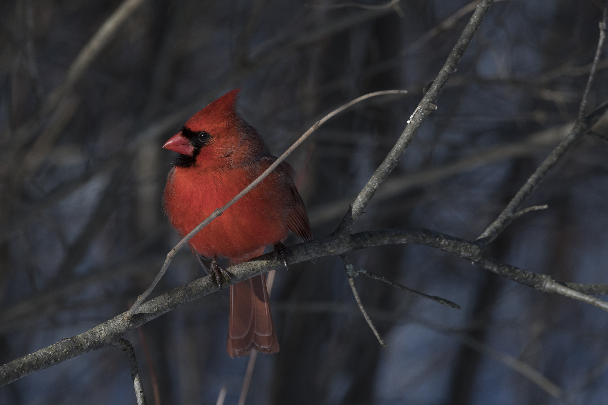 Nikon D500 sample photo. Spring: love is in the air photography