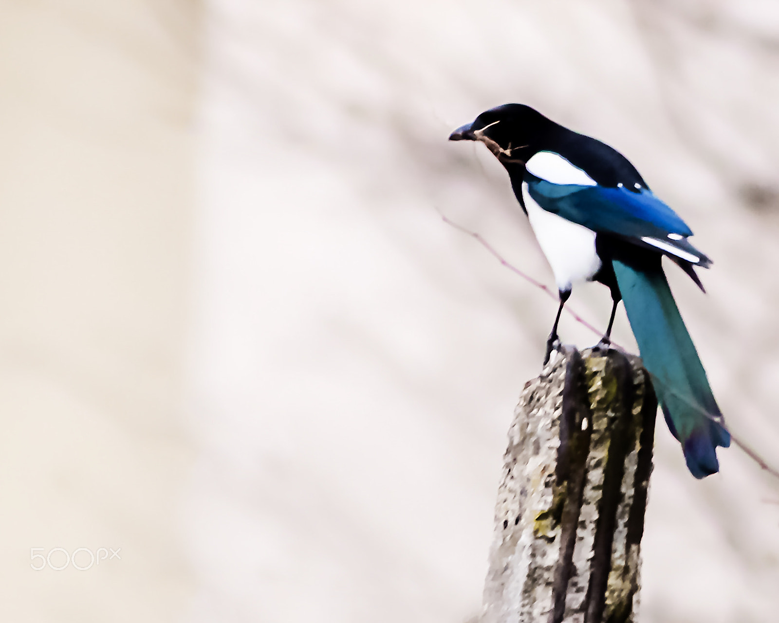 Canon EF 200mm F2.8L II USM sample photo. Eurasian magpie photography