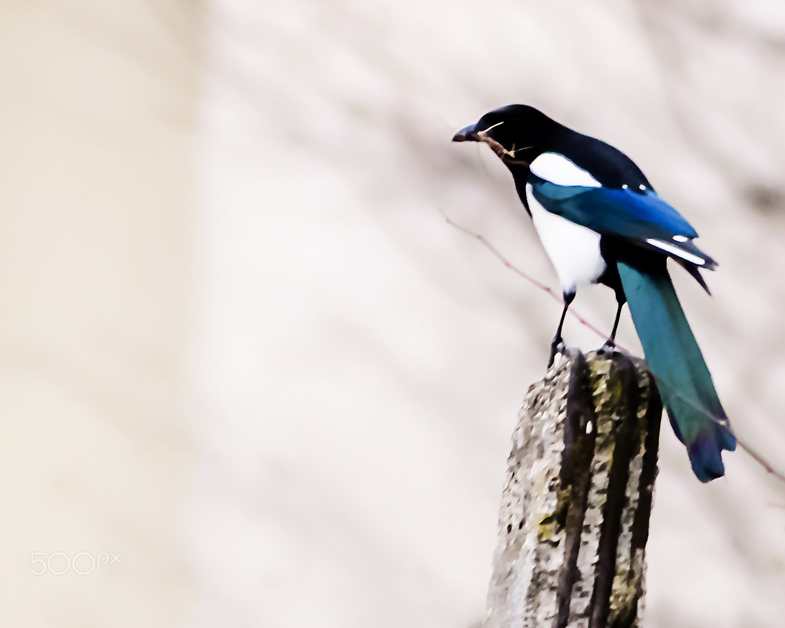 Canon EOS 600D (Rebel EOS T3i / EOS Kiss X5) + Canon EF 200mm F2.8L II USM sample photo. Eurasian magpie photography