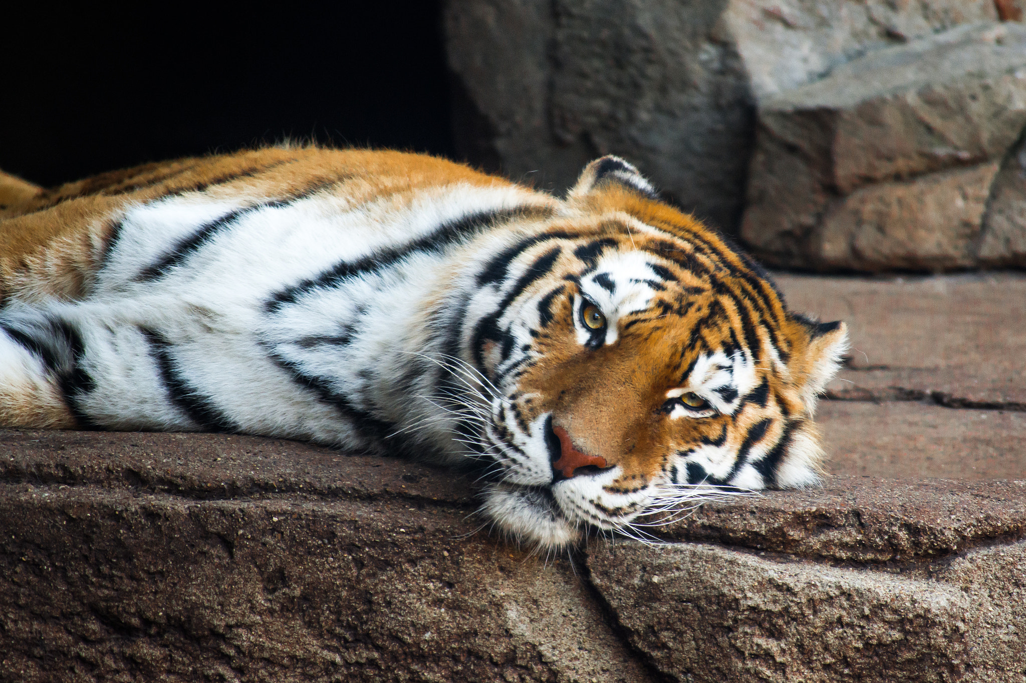 Nikon D7200 sample photo. Amur tiger photography