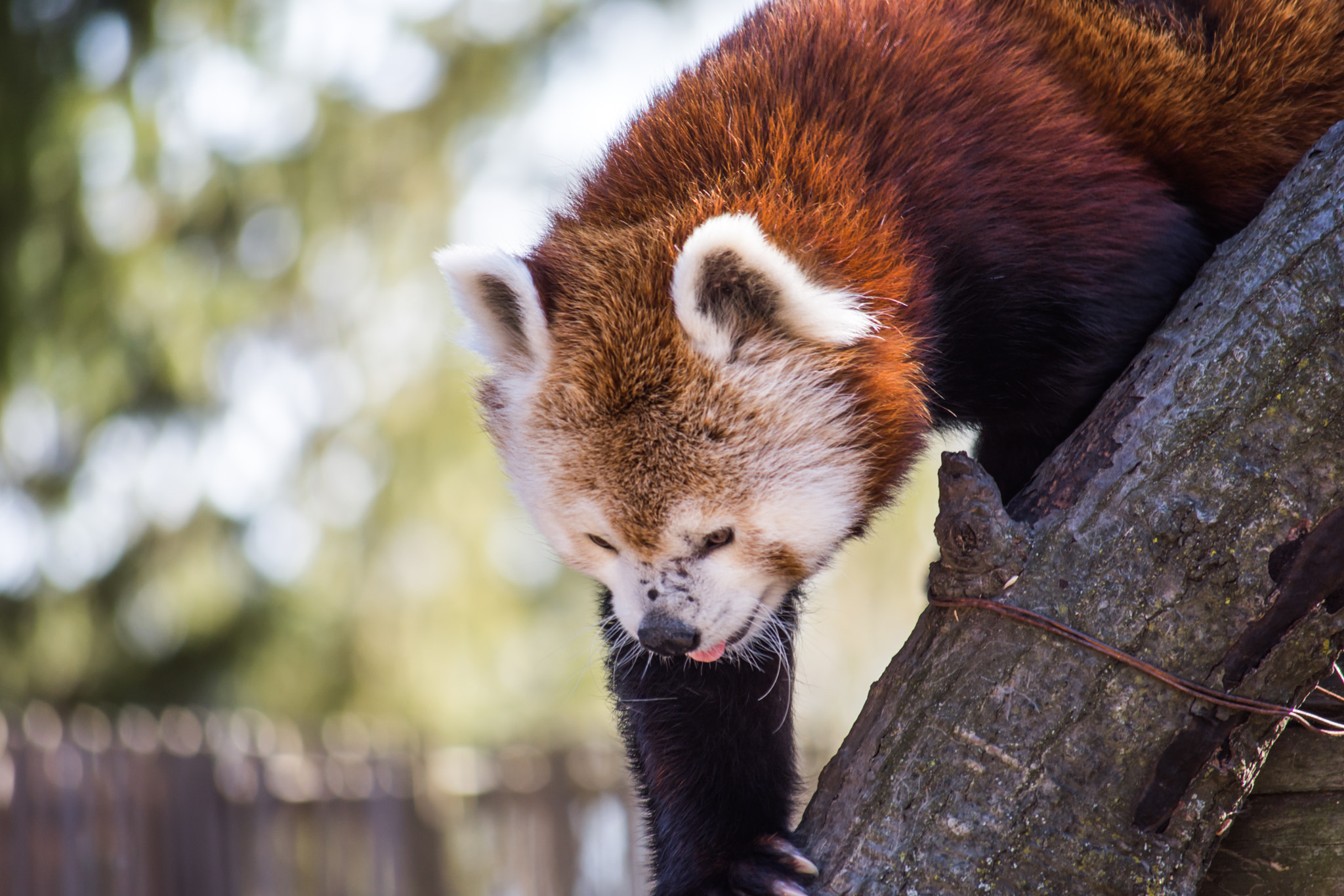 Nikon D7200 sample photo. Red panda photography