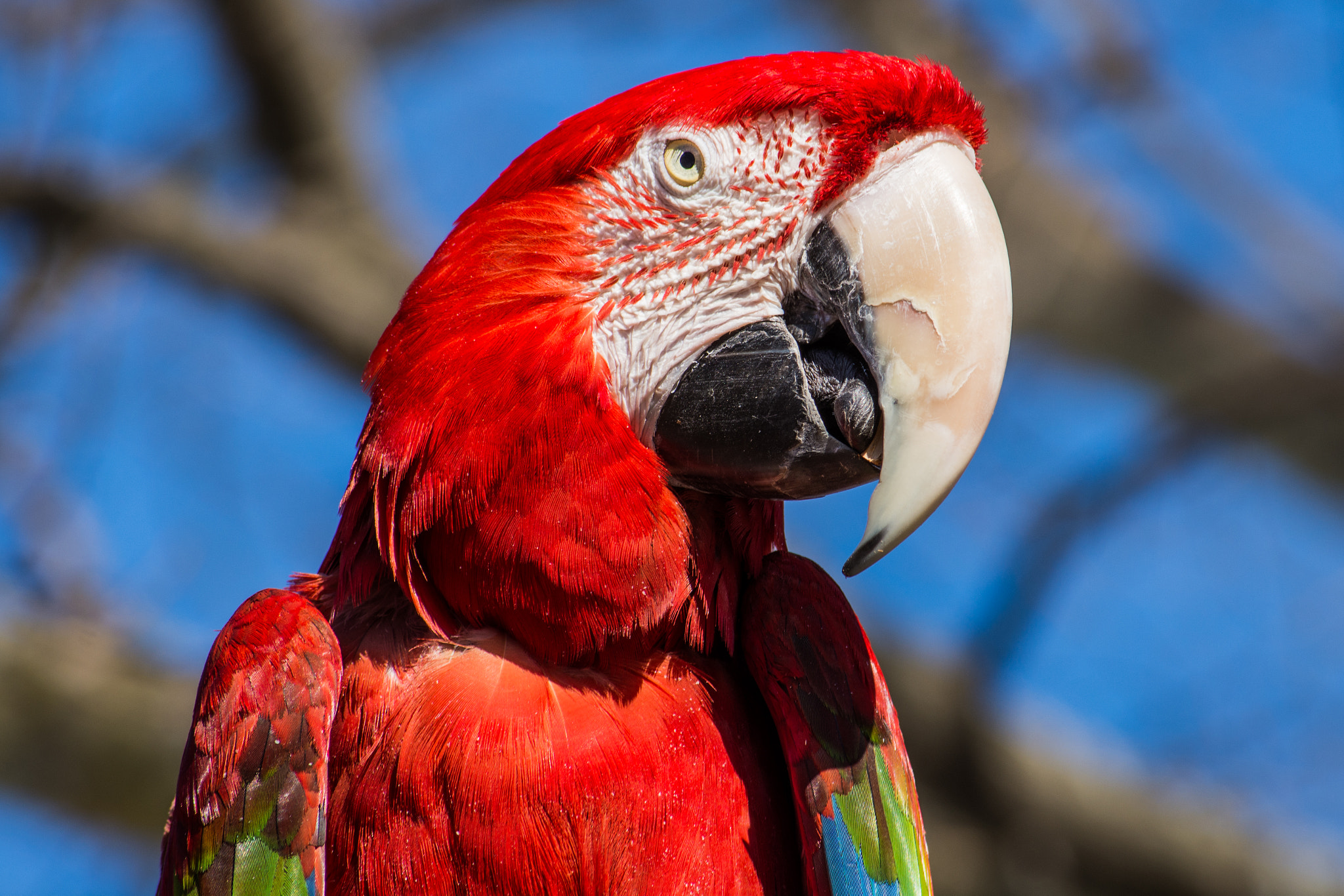 Nikon D7200 sample photo. Red macaw photography