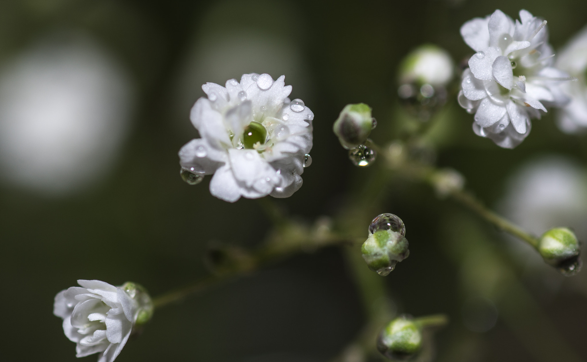 Nikon D7200 + Tamron SP 90mm F2.8 Di VC USD 1:1 Macro sample photo. Droplets photography