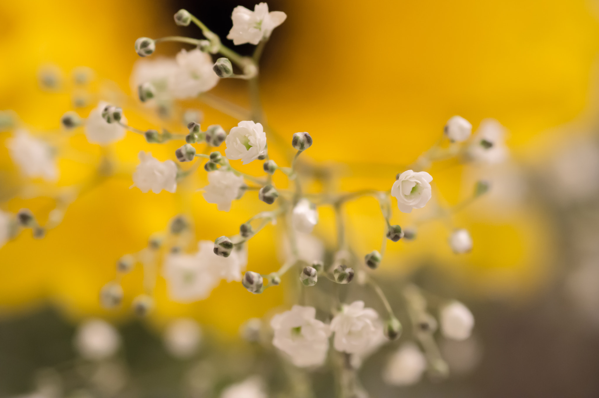 Nikon D7200 sample photo