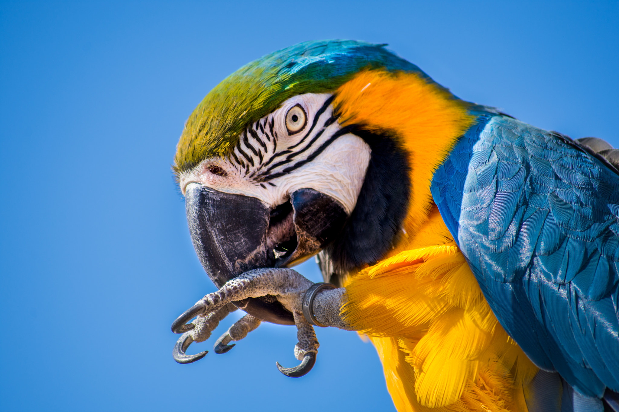 Nikon D7200 + Nikon AF-S DX Nikkor 55-200mm F4-5.6G VR sample photo. Blue and yellow macaw photography