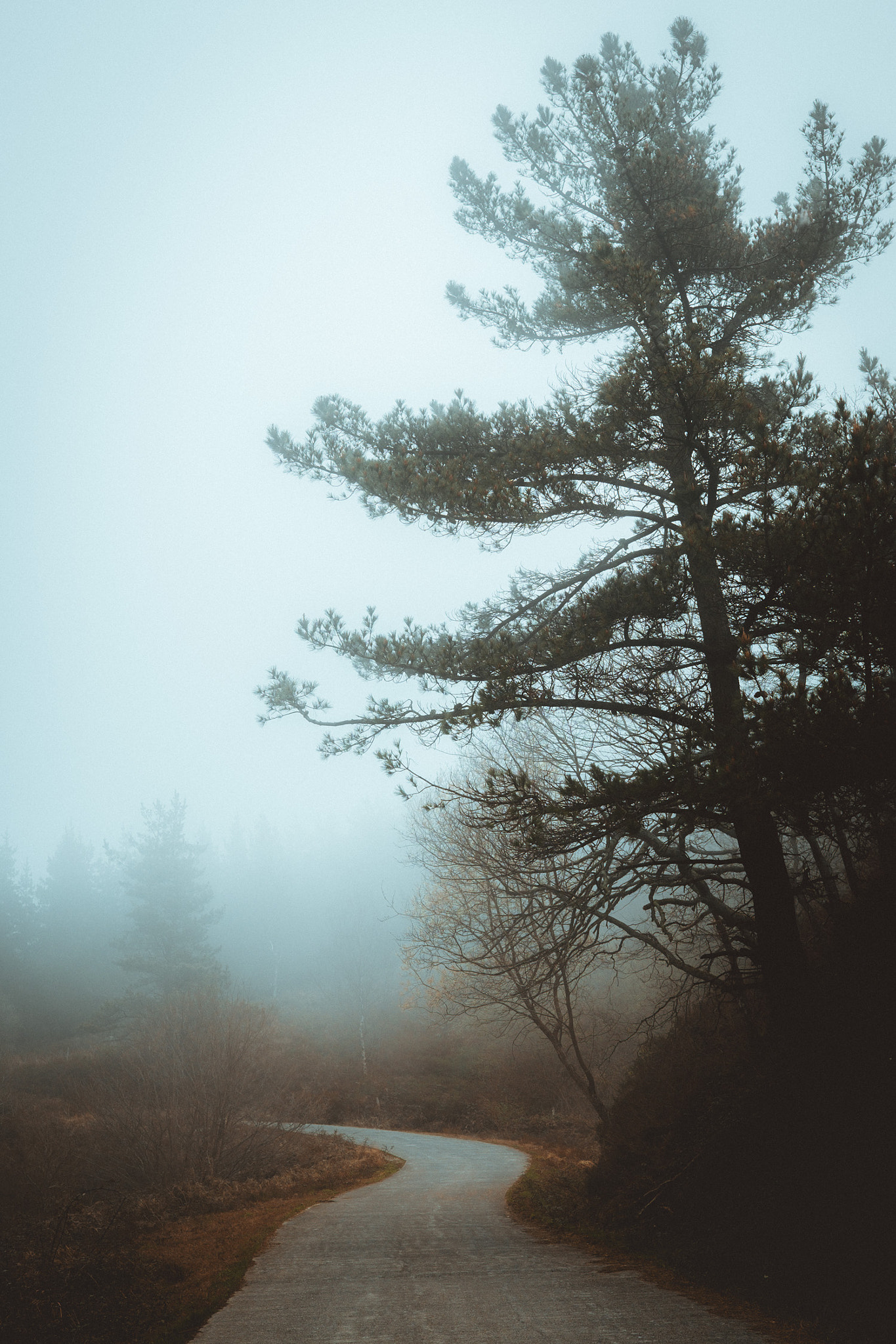 Fujifilm XF 23mm F1.4 R sample photo. Mornings in the forest photography