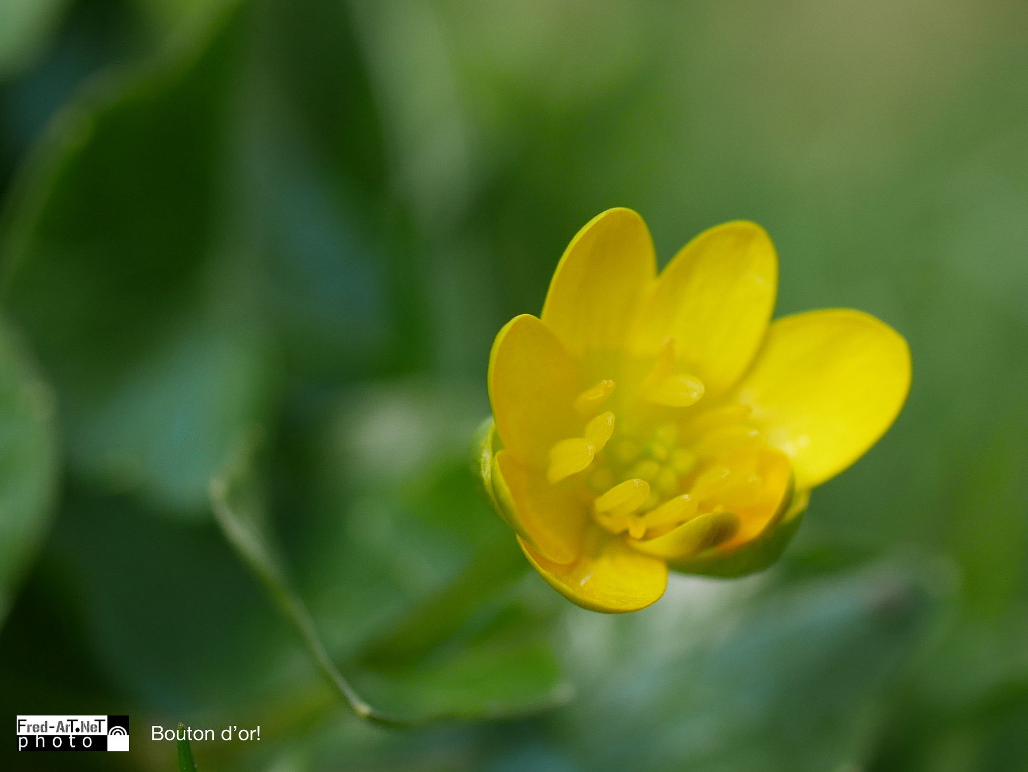 Panasonic Lumix G Macro 30mm F2.8 ASPH Mega OIS sample photo. Bouton d'or...! photography