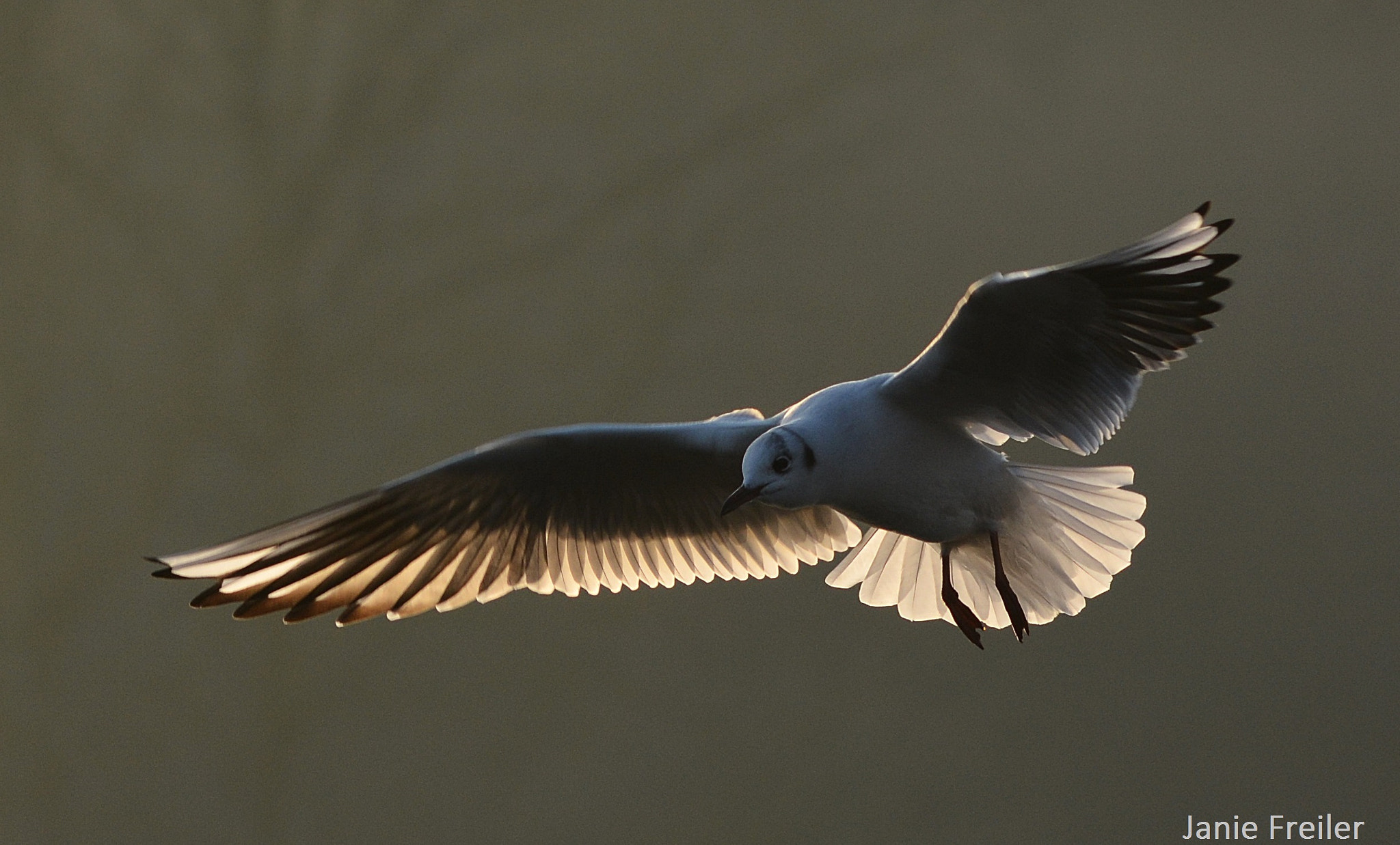 Sigma 150-500mm F5-6.3 DG OS HSM sample photo. What's that down there ? photography