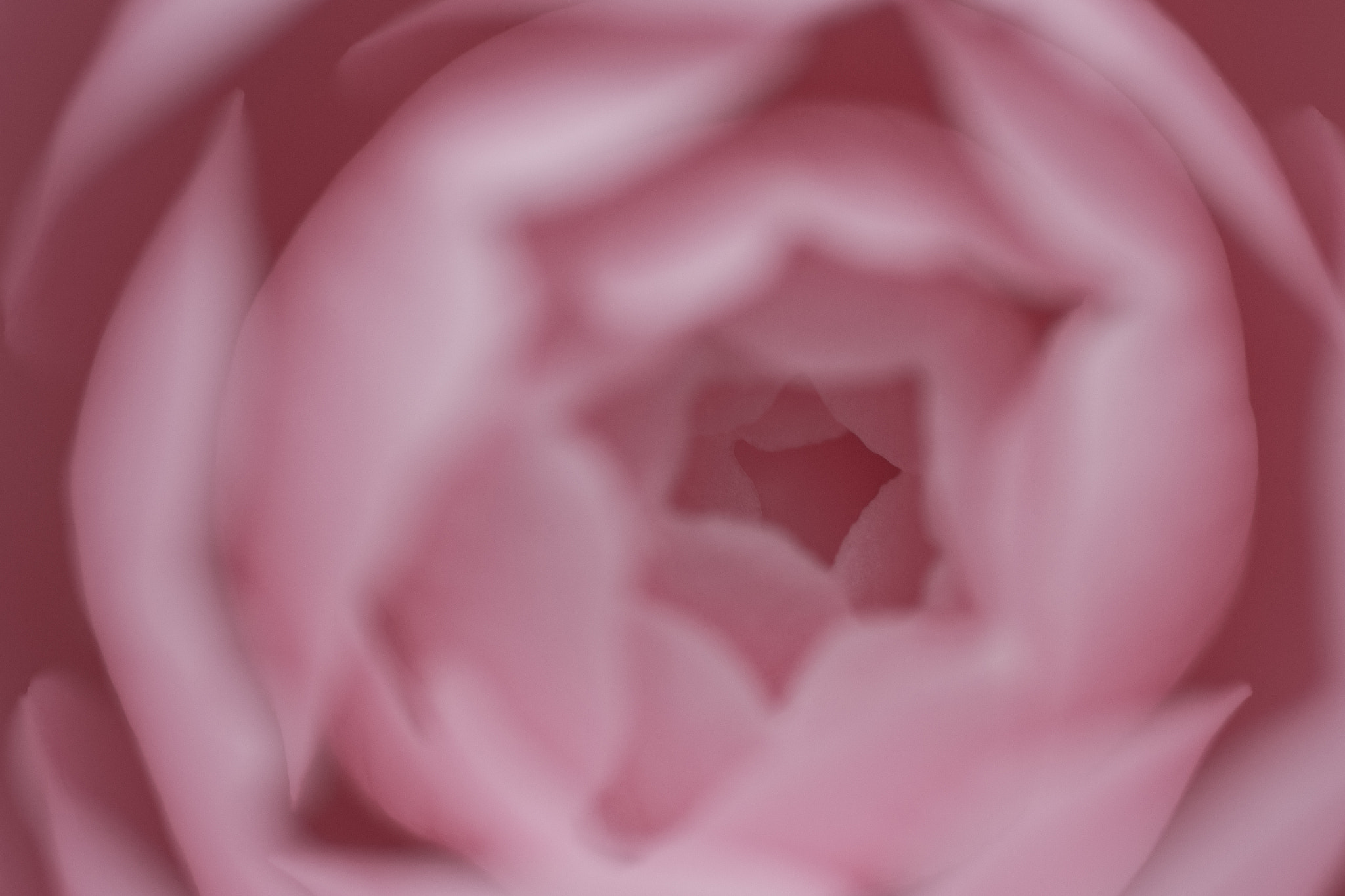 Nikon D3100 + AF Micro-Nikkor 60mm f/2.8 sample photo. Flower womb photography