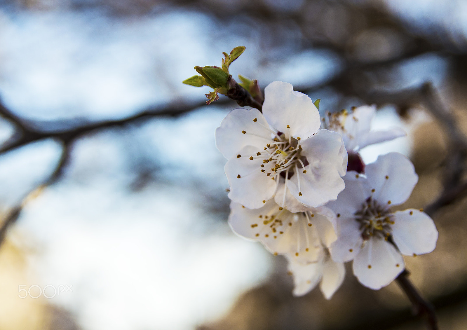 Sigma 17-50mm F2.8 EX DC OS HSM sample photo. Hello... photography