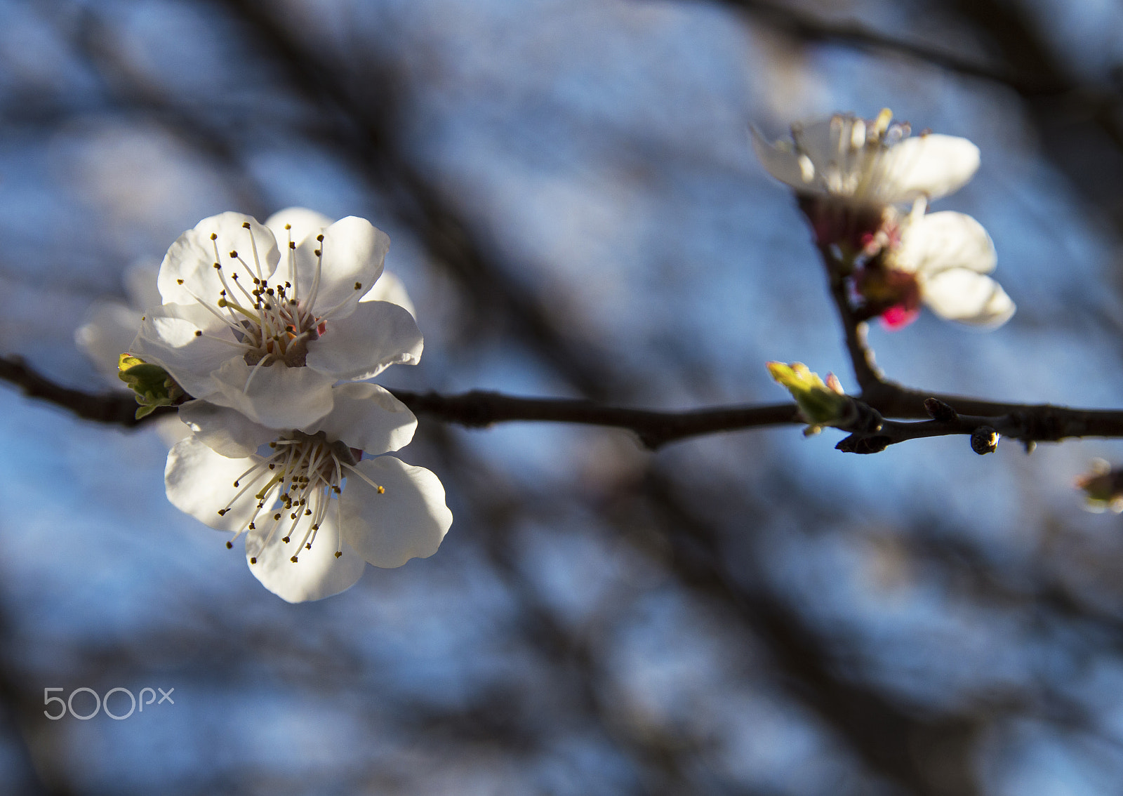 Sigma 17-50mm F2.8 EX DC OS HSM sample photo. ...spring! photography