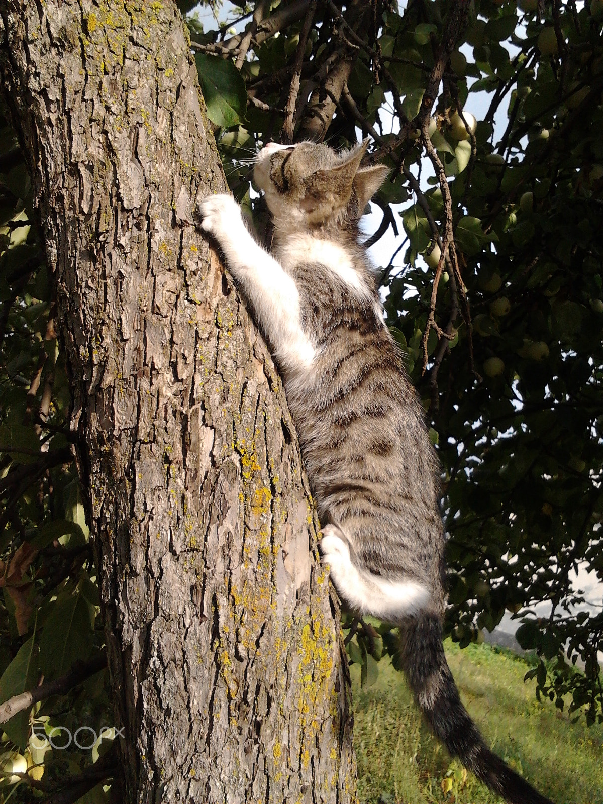 Samsung Galaxy Gio sample photo. Cat on apple tree photography