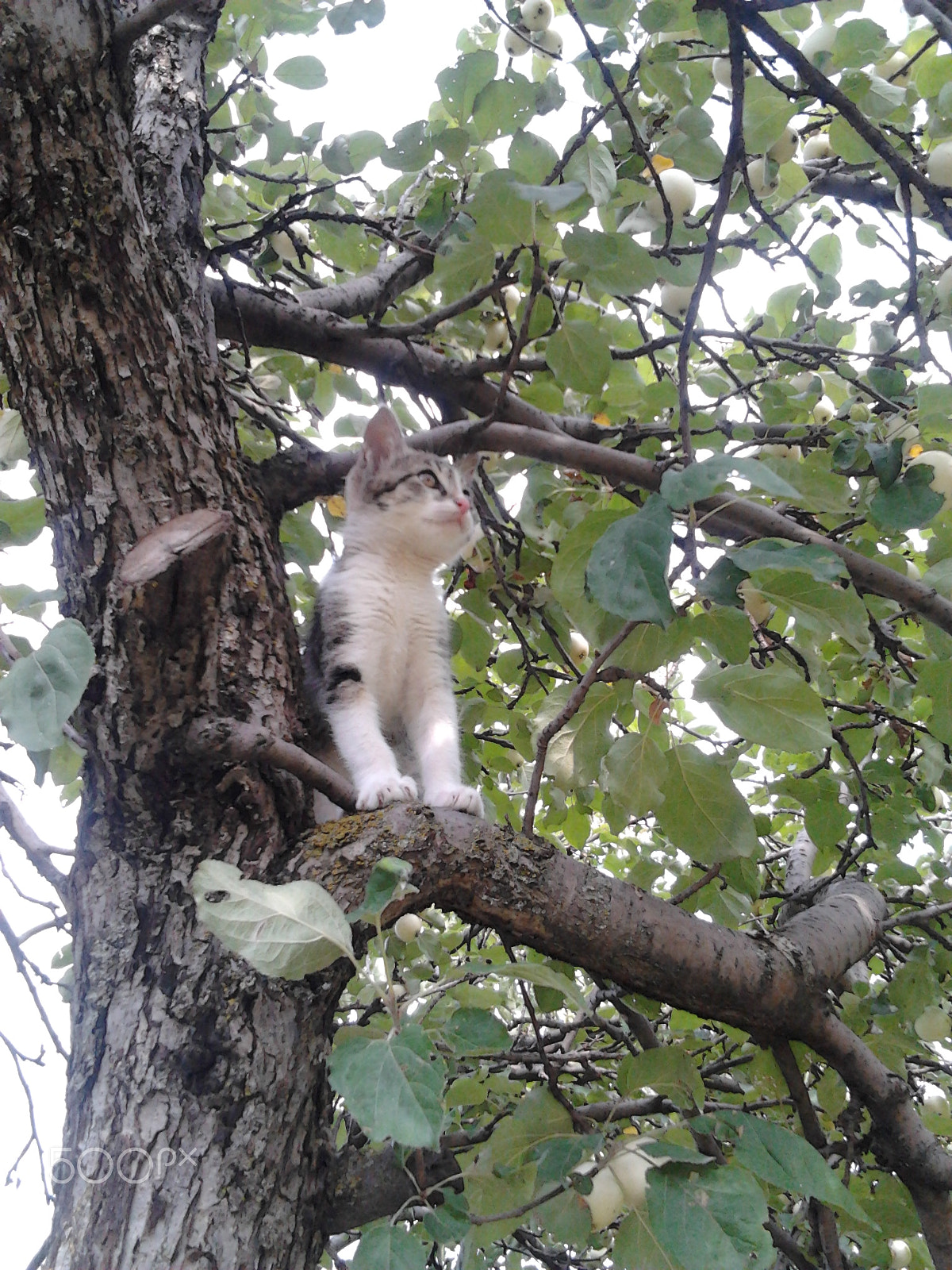 Samsung Galaxy Gio sample photo. Cat on apple tree photography