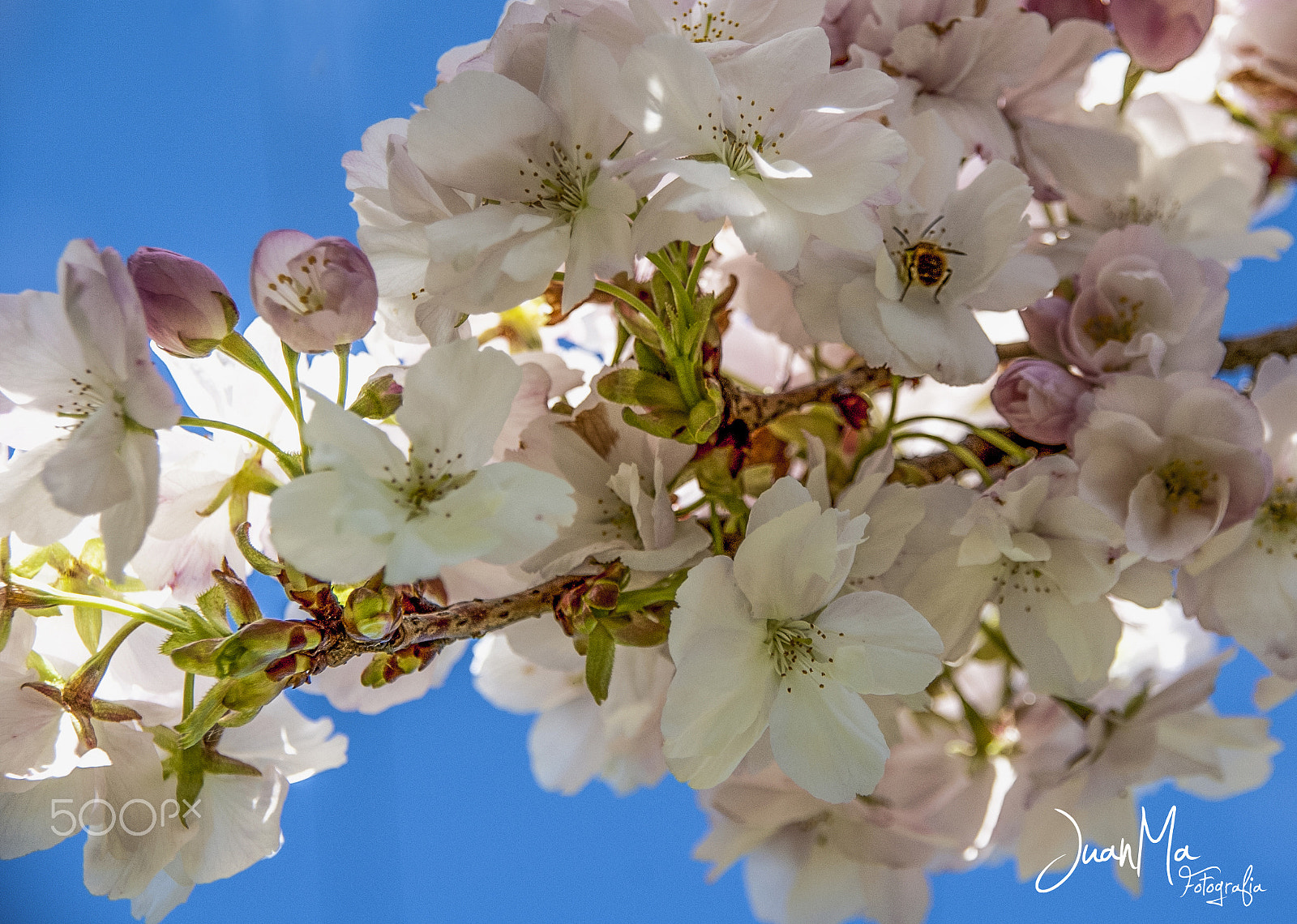 Pentax K100D Super sample photo. Bienvenida primavera: photography