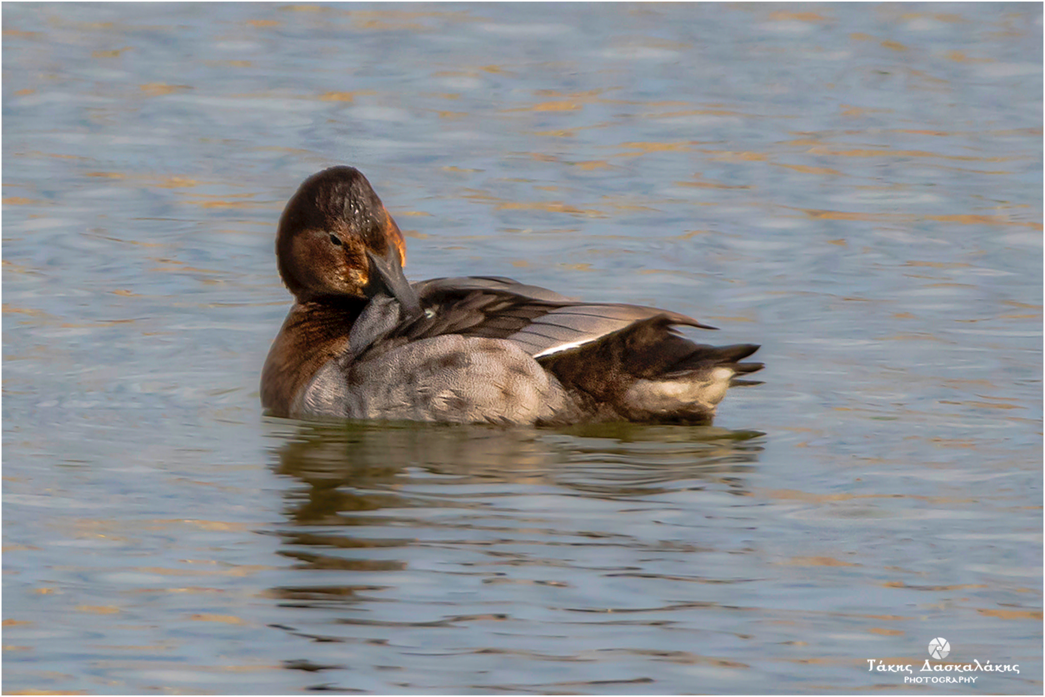 Sigma 150-600mm F5-6.3 DG OS HSM | S sample photo. Dsc photography