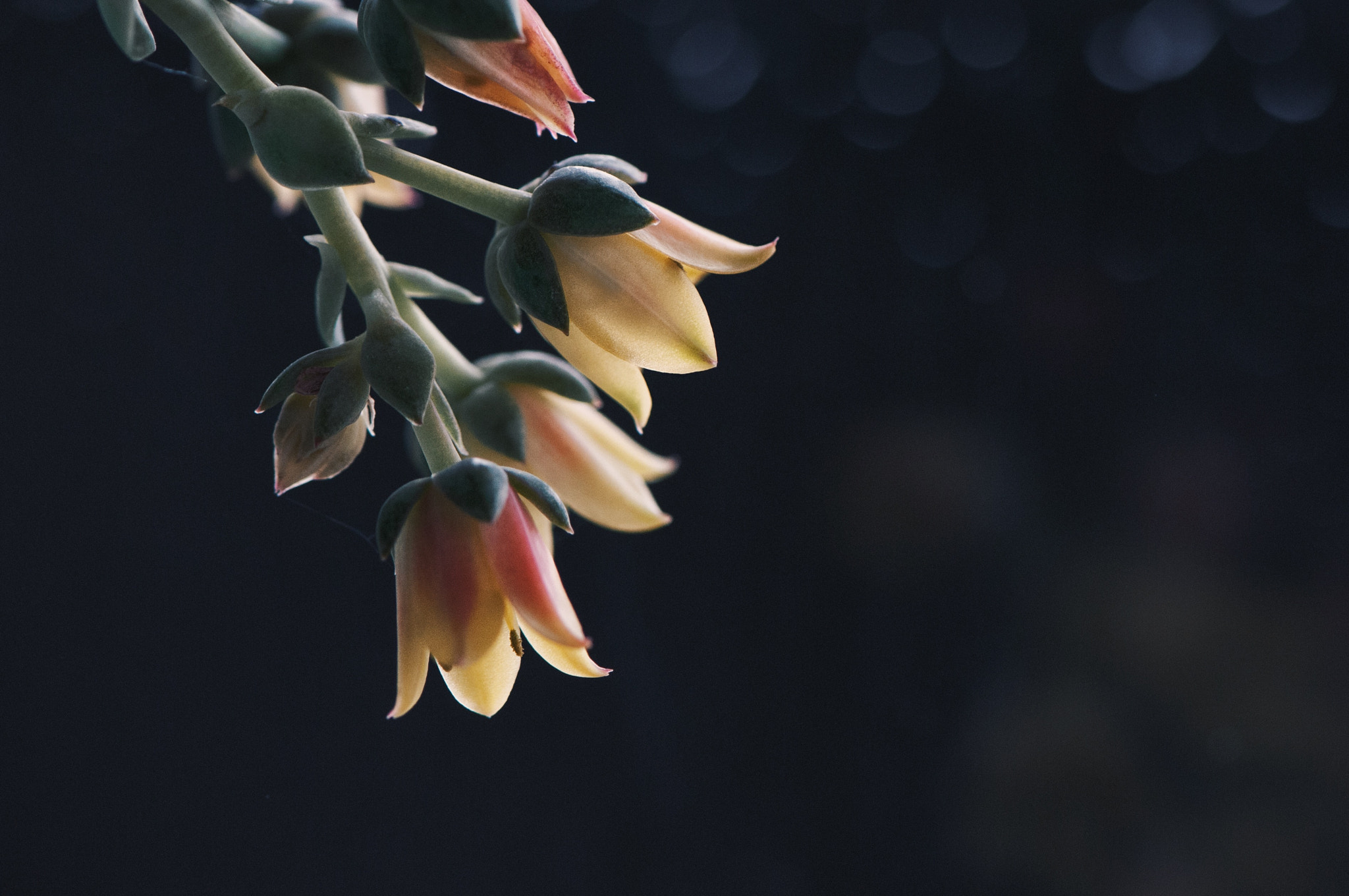 Nikon AF-S Micro-Nikkor 105mm F2.8G IF-ED VR sample photo. La la influence photography