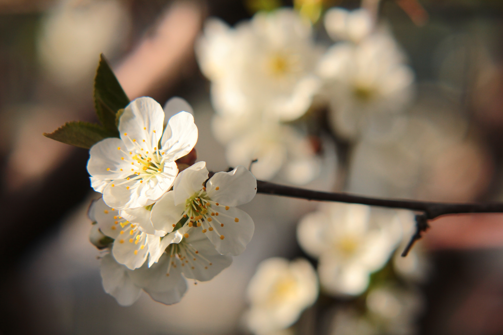 Canon EOS 550D (EOS Rebel T2i / EOS Kiss X4) sample photo. Cherry blossoms photography