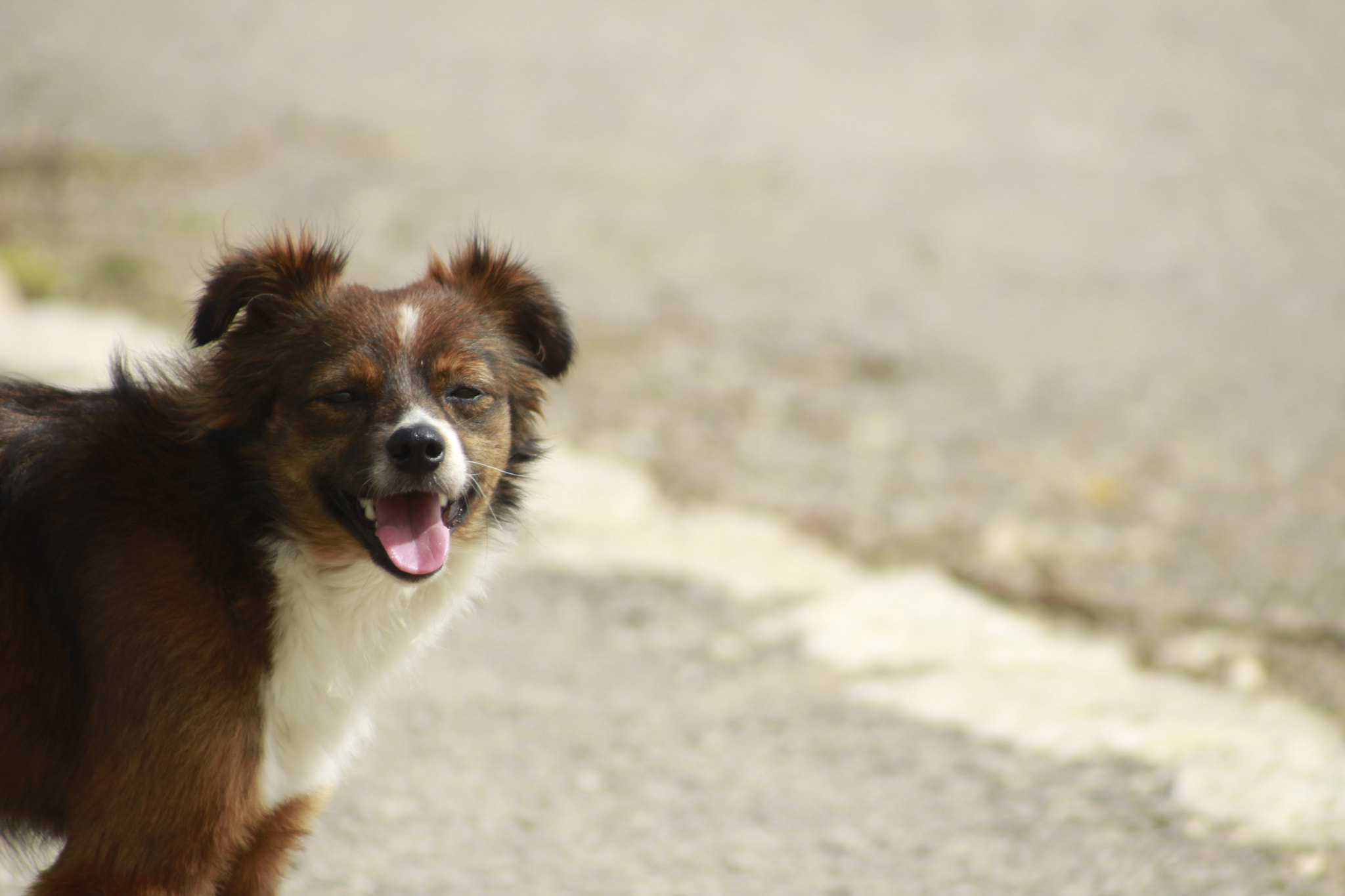 Canon EF 100-300mm F4.5-5.6 USM sample photo. Smile-1 photography