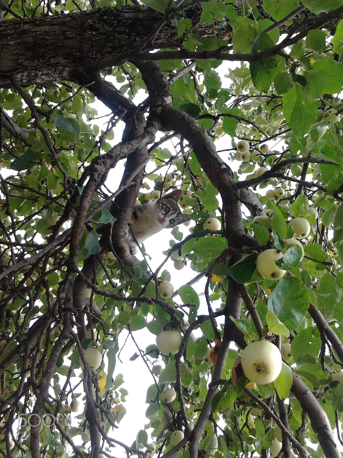 Samsung Galaxy Gio sample photo. Cat on apple tree photography