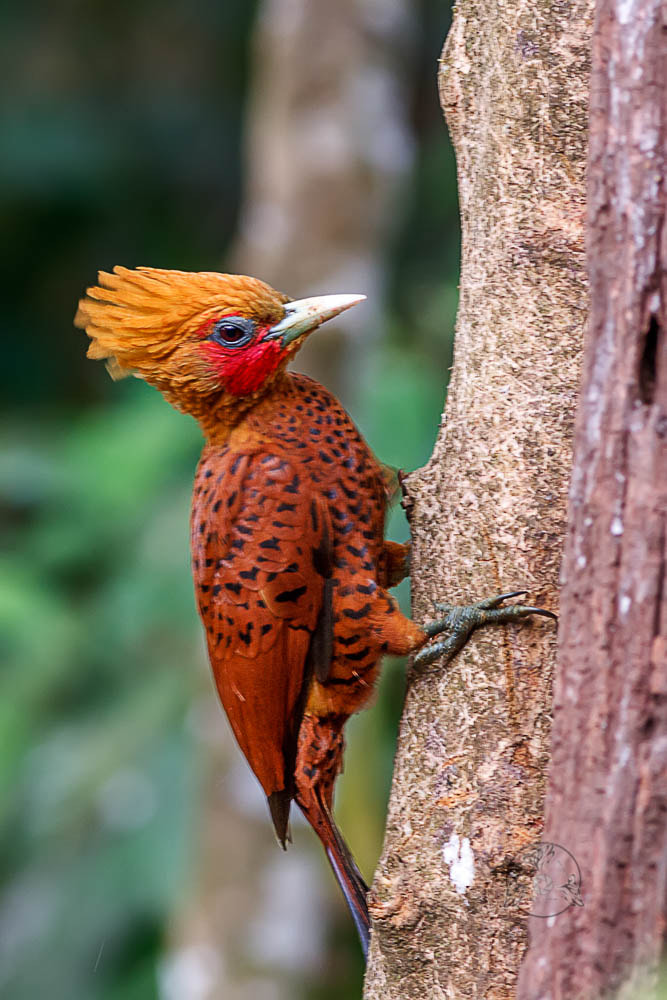 Canon EOS 7D + Canon EF 400mm F5.6L USM sample photo. Chestnut-colored woodpecker photography