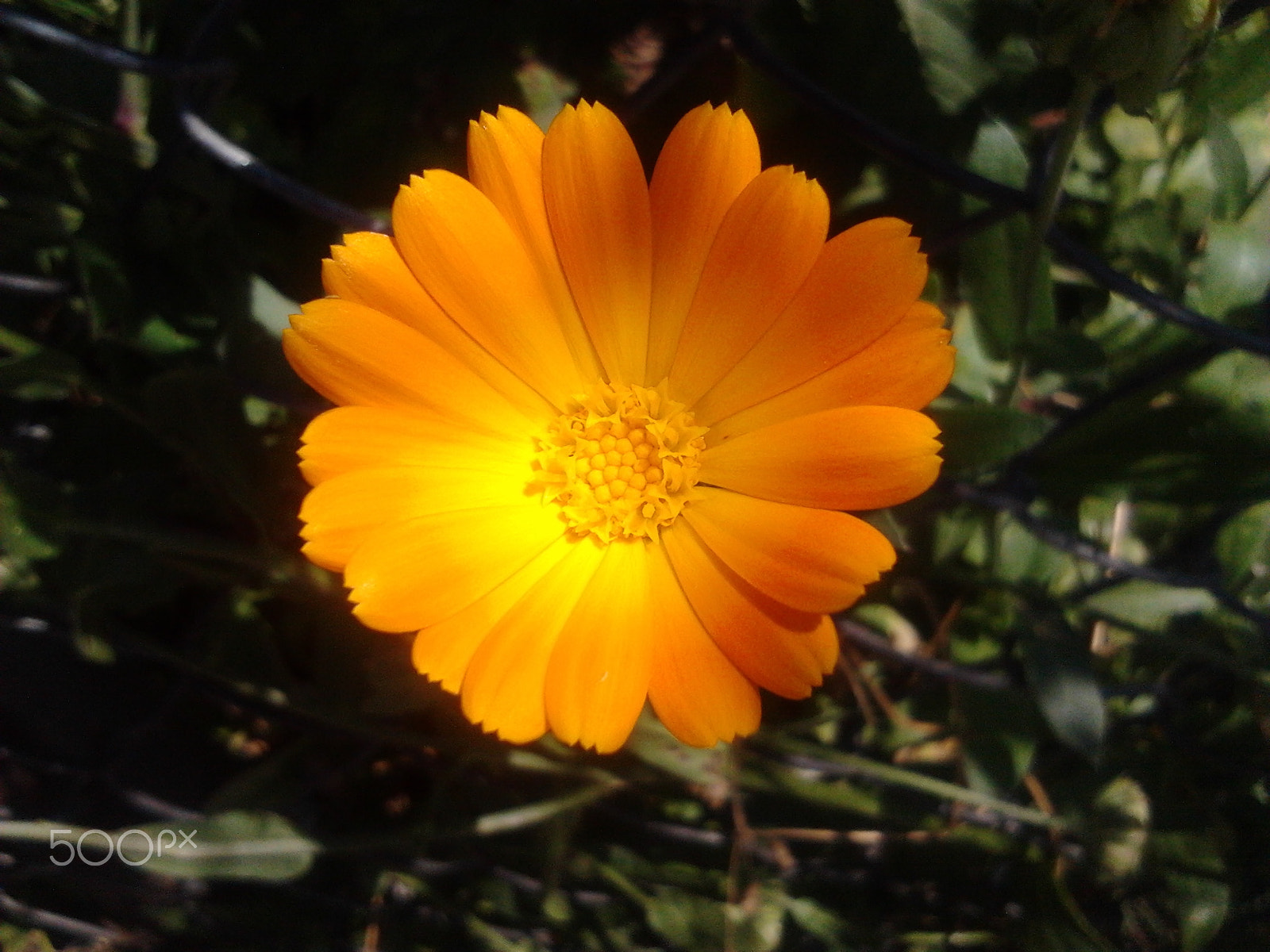 Samsung Galaxy Gio sample photo. Calendula photography