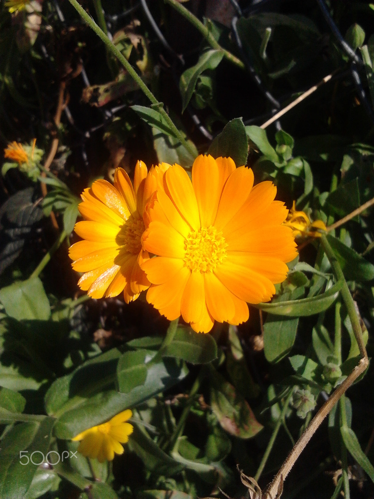 Samsung Galaxy Gio sample photo. Calendula photography