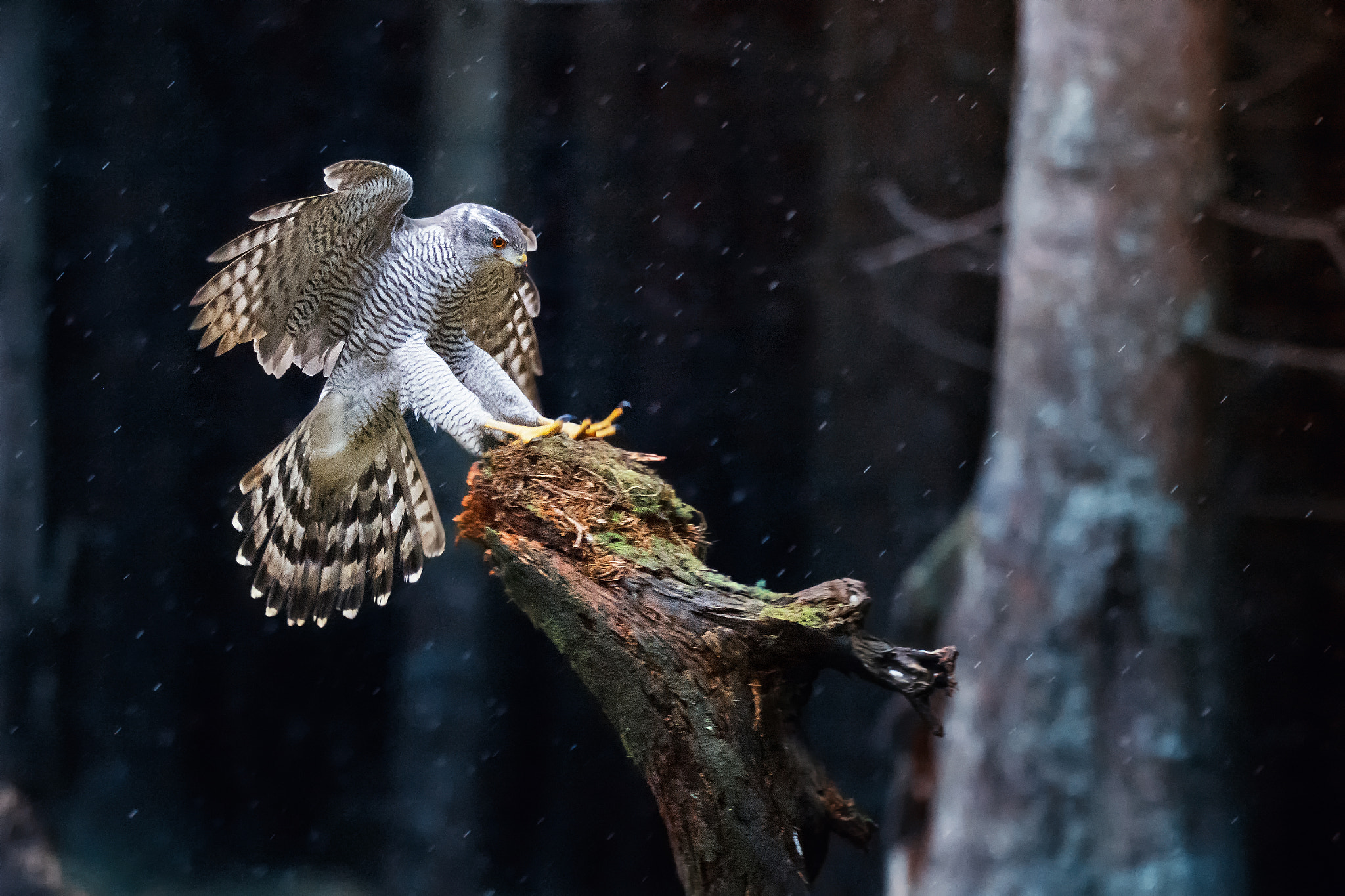 Sigma 150-600mm F5-6.3 DG OS HSM | S sample photo. Goshawk (accipiter gentilis) photography