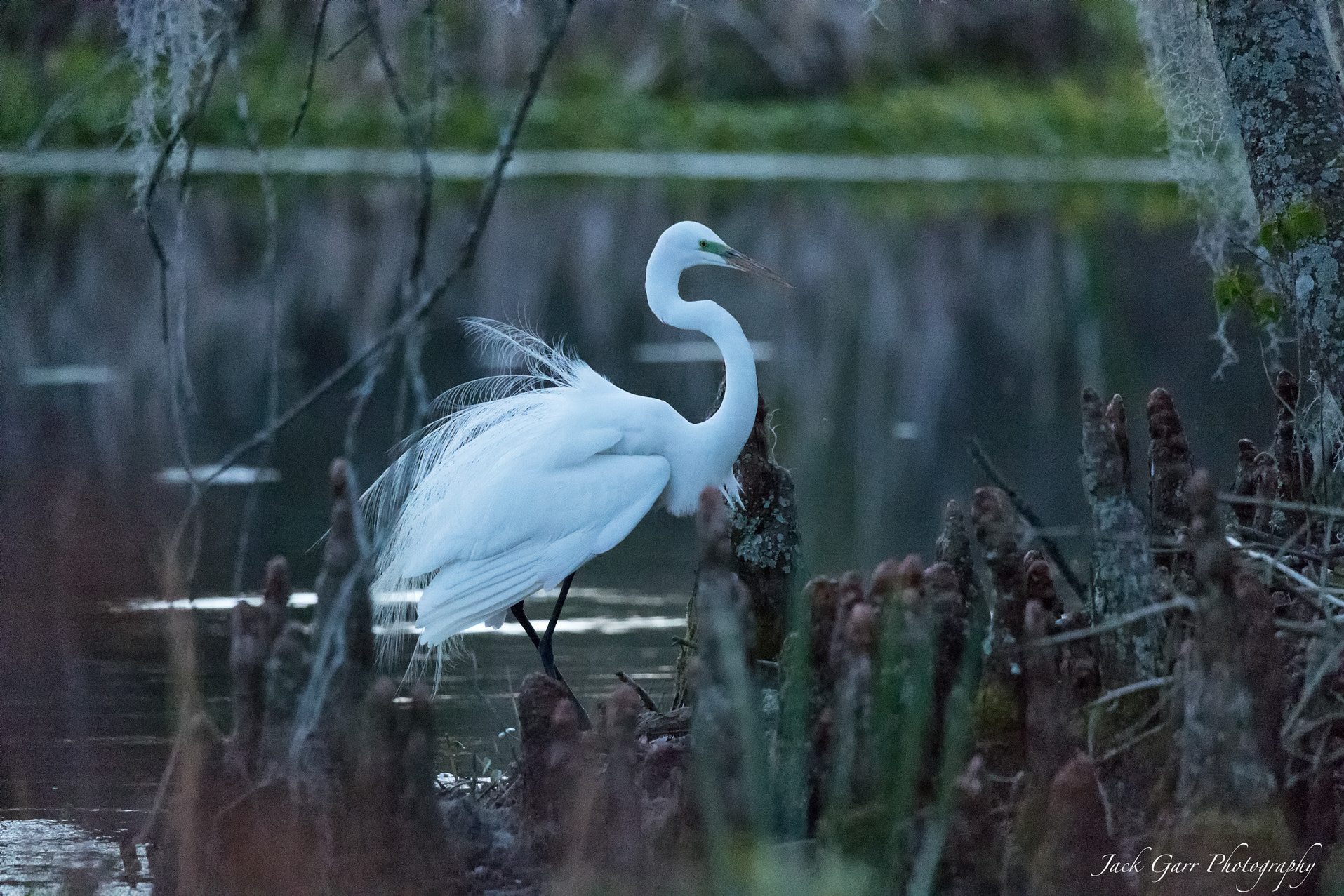 Canon EOS-1D X Mark II + 150-600mm F5-6.3 DG OS HSM | Sports 014 sample photo. Great white egret n swamp at dawn blue hour photography