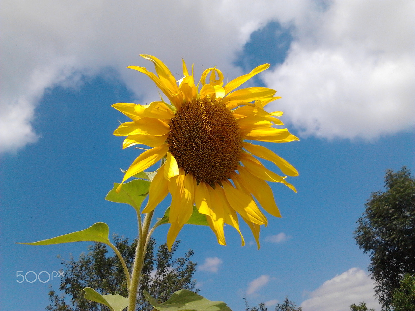 Samsung Galaxy Gio sample photo. Sunflower photography