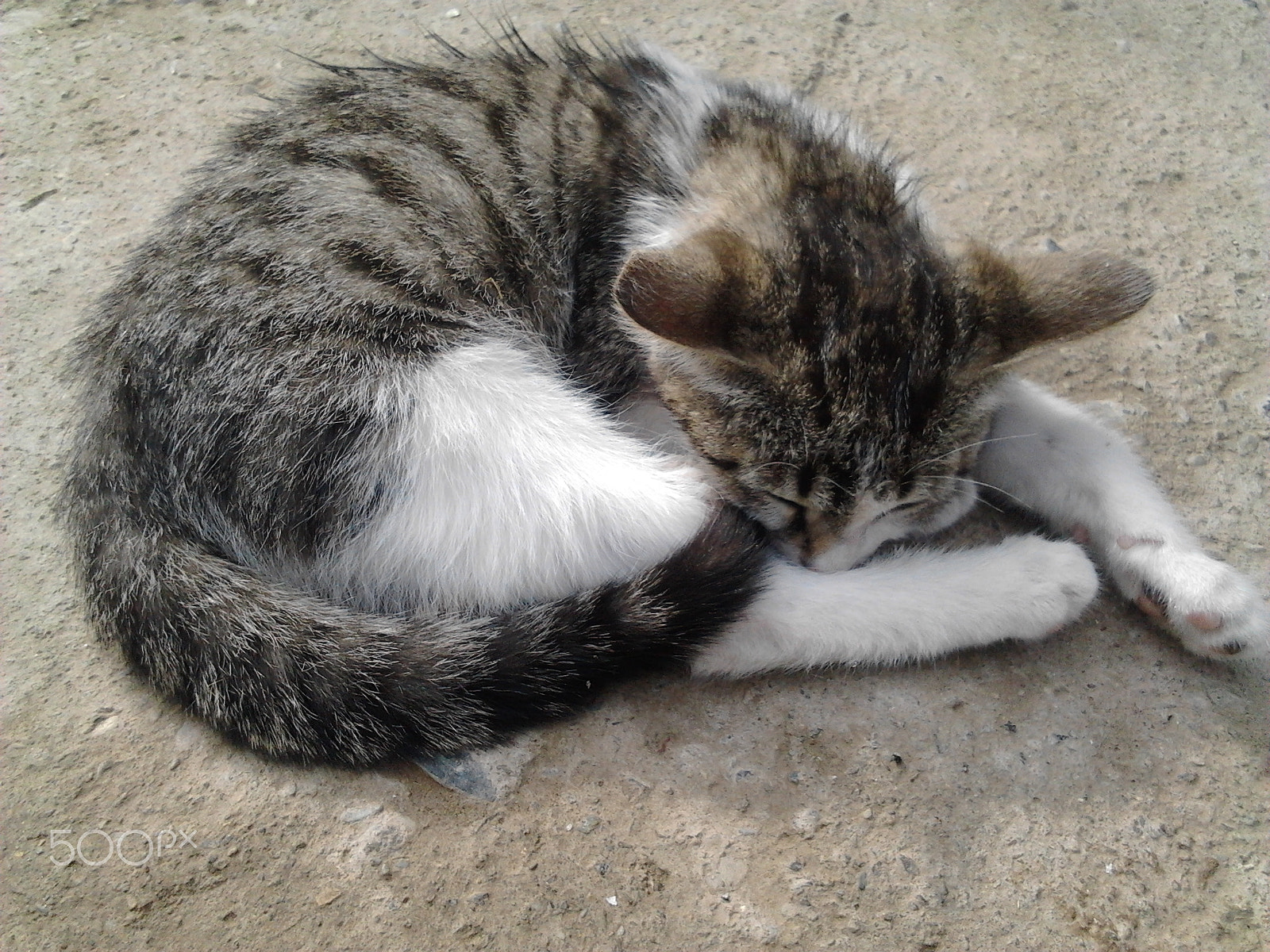 Samsung Galaxy Gio sample photo. Sleeping cat photography