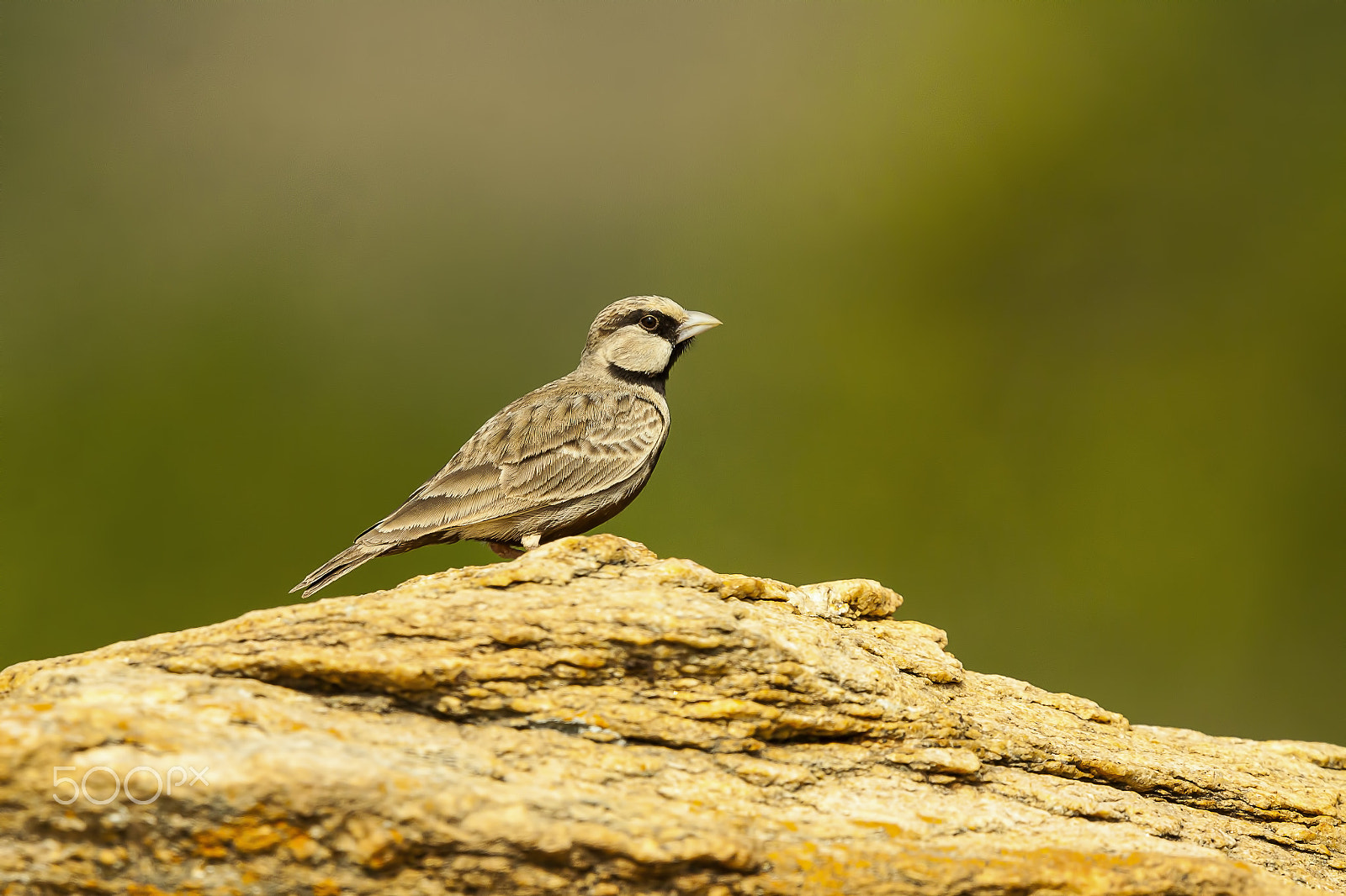 Canon EF 500mm F4L IS II USM sample photo. World sparrow day photography